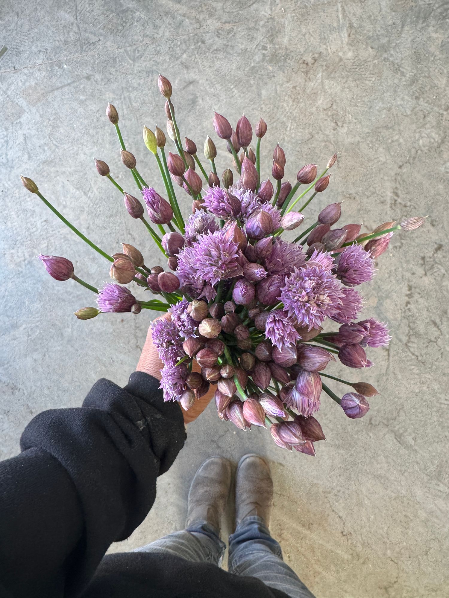 ALLIUM schoenoprasum
