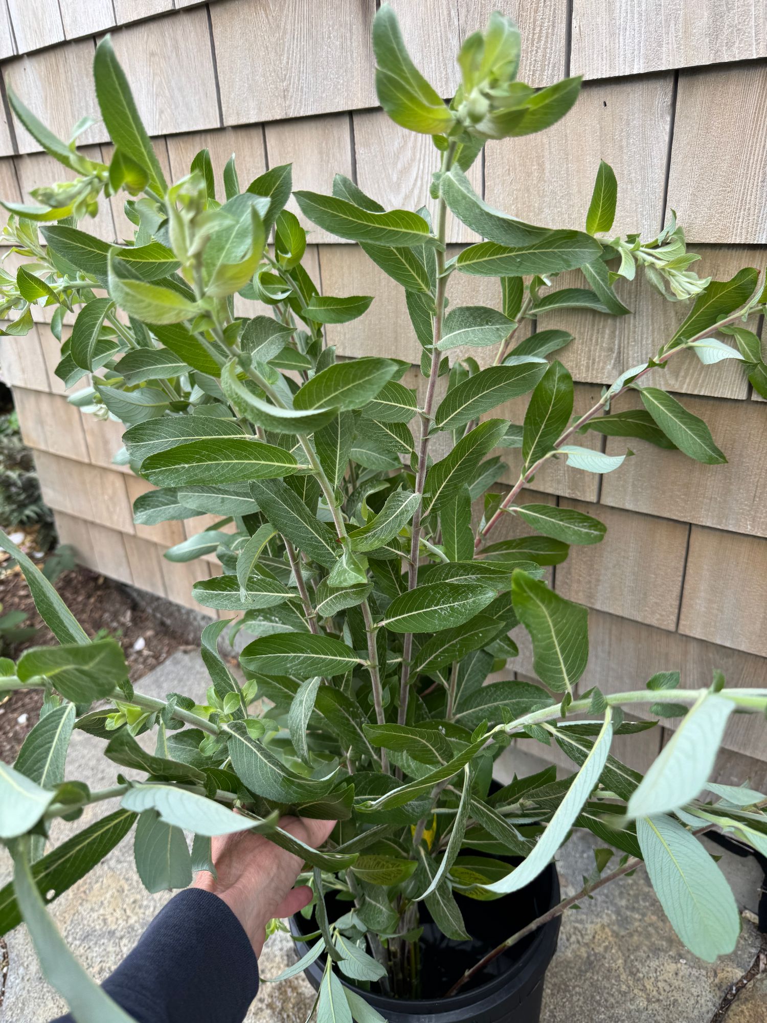 SALIX gracilistyla Mount Aso