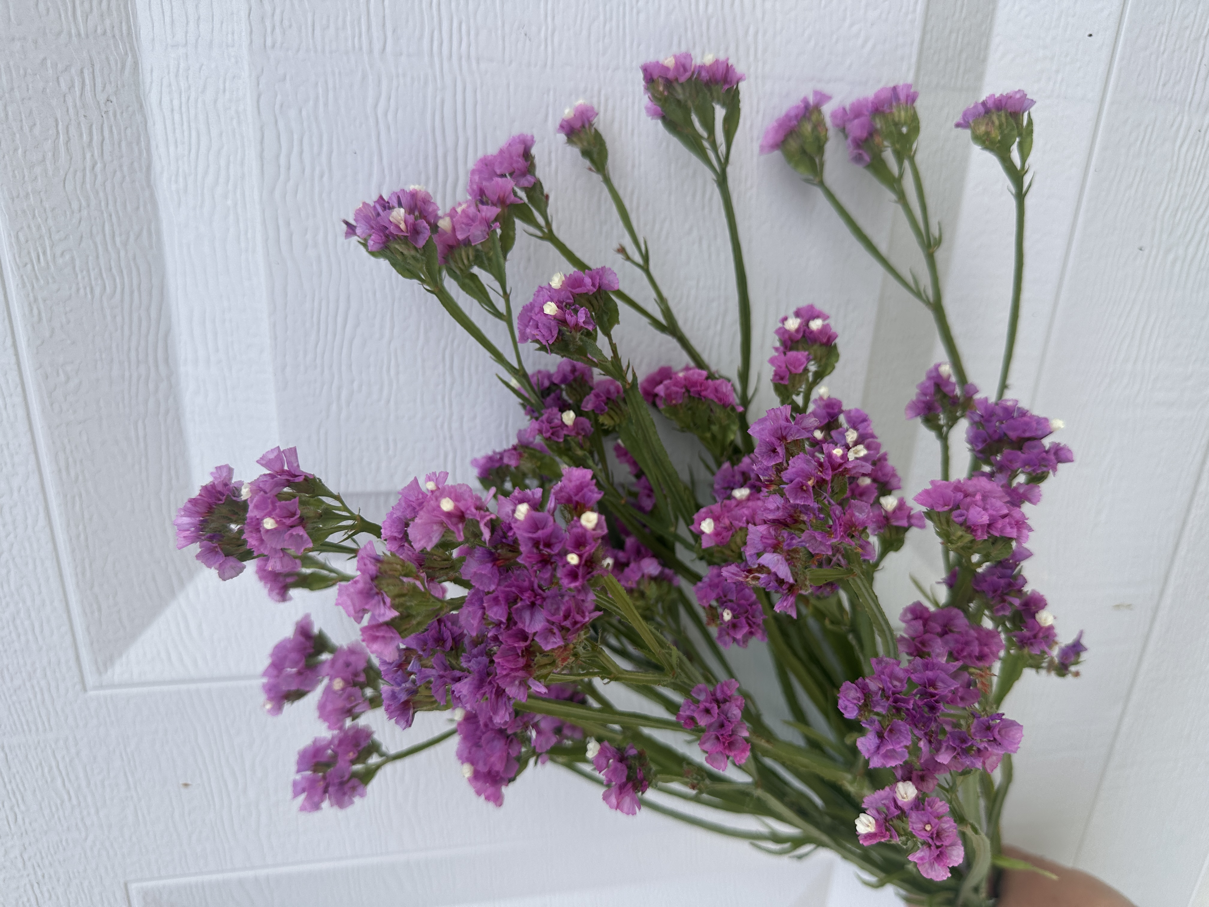 LIMONIUM sinuatum Forever Rose