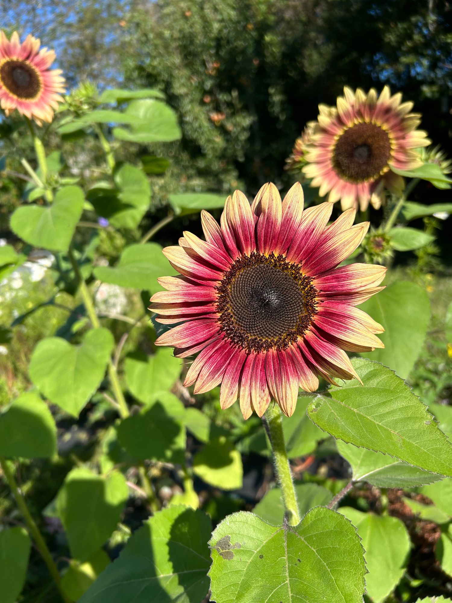HELIANTHUS annuus
