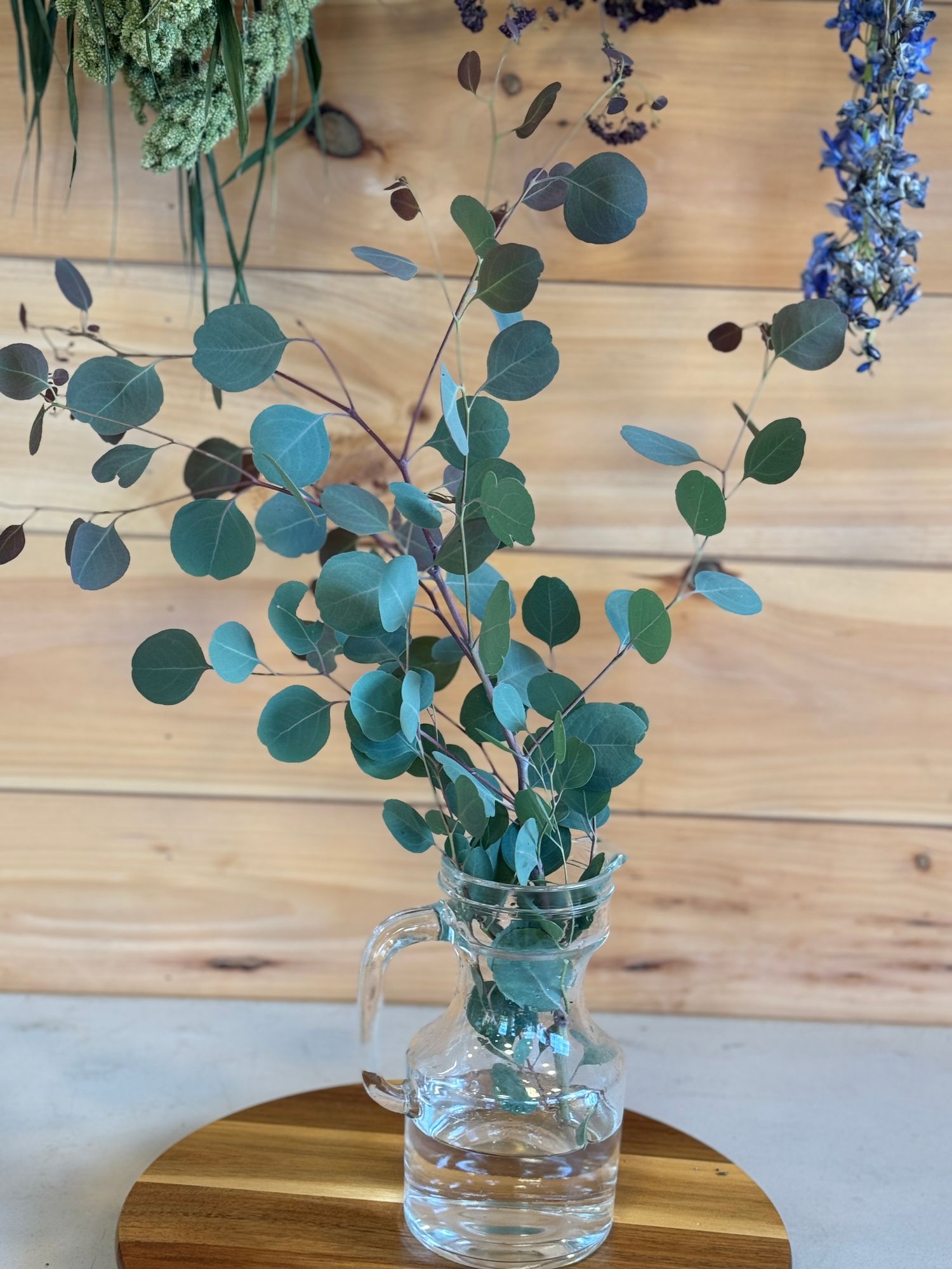 EUCALYPTUS polyanthemos