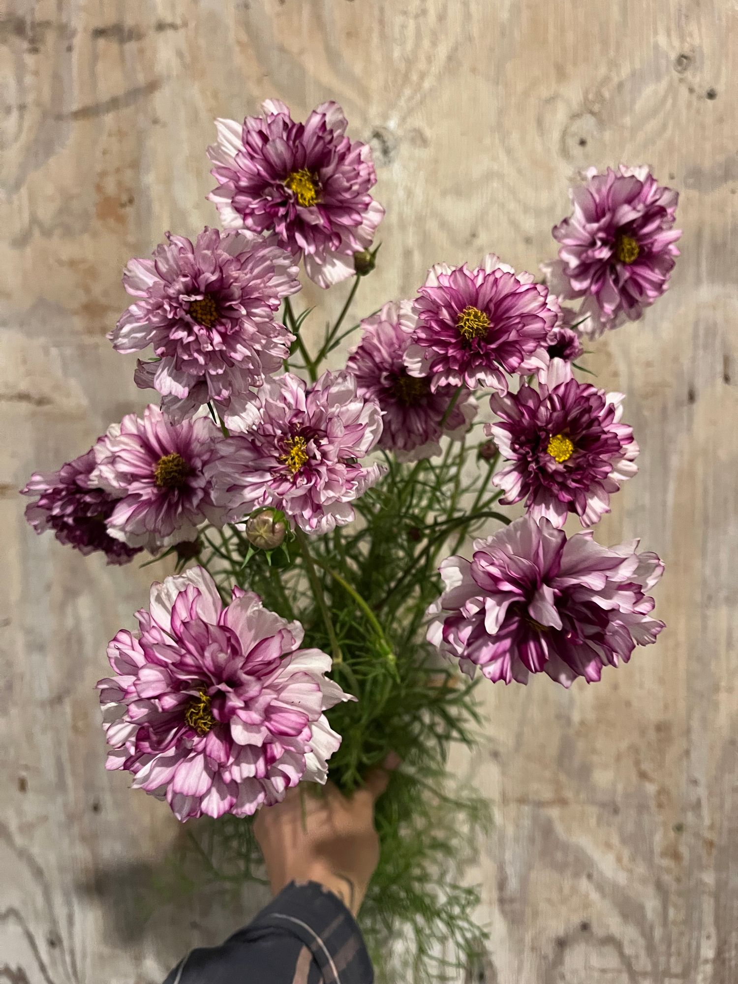 COSMOS bipinnatus Double Click