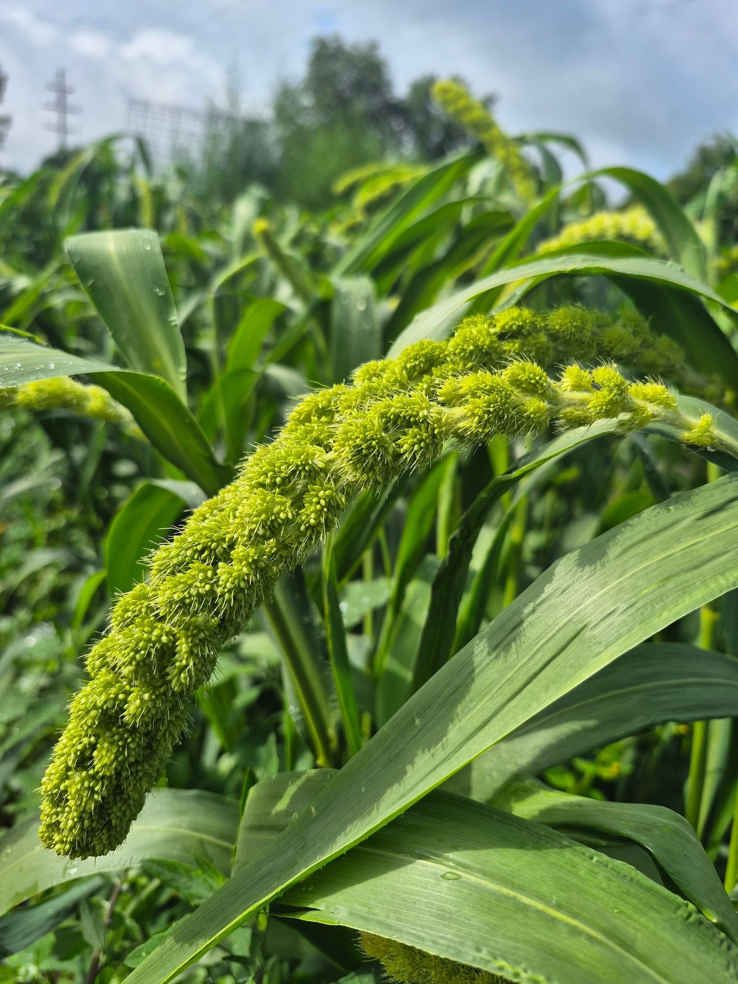 SETARIA italica Lime Light Spray Millet