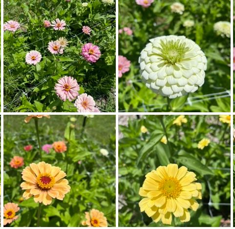 ZINNIA