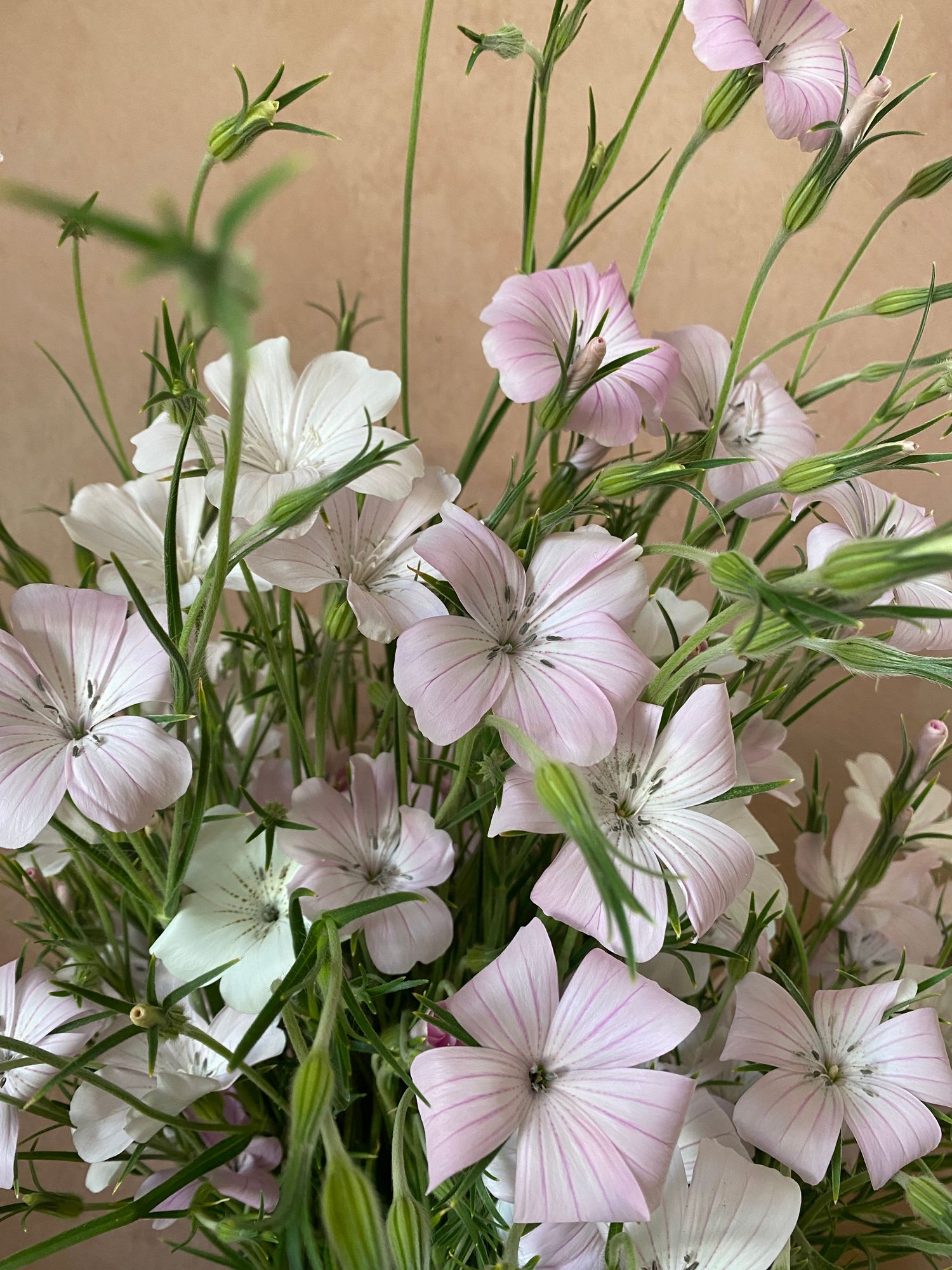 AGROSTEMMA githago Light Rose