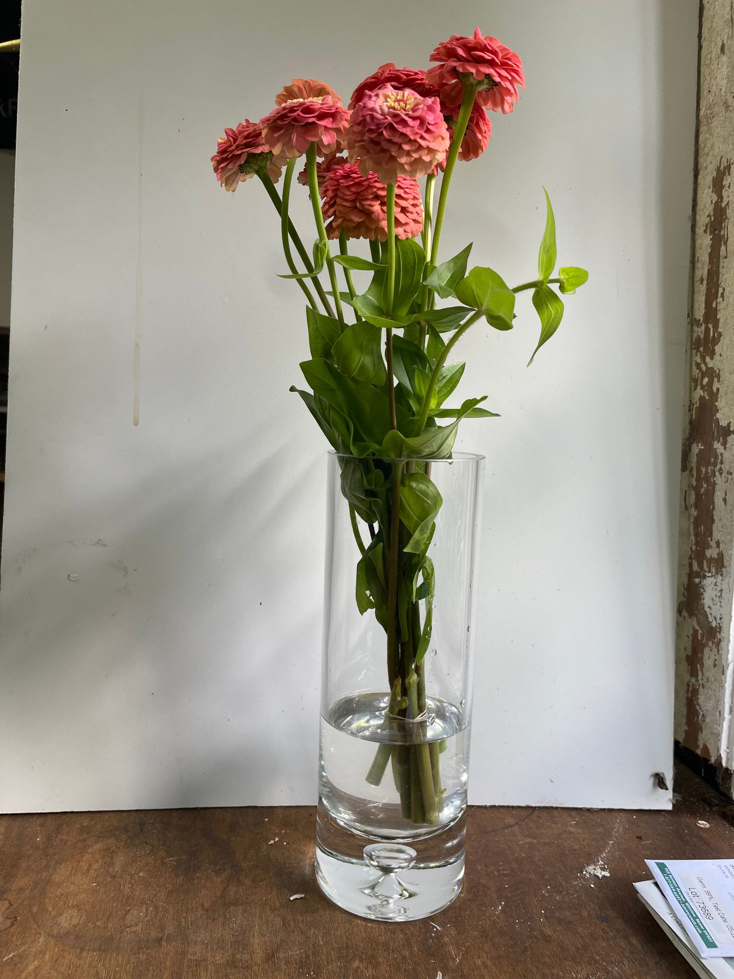 ZINNIA