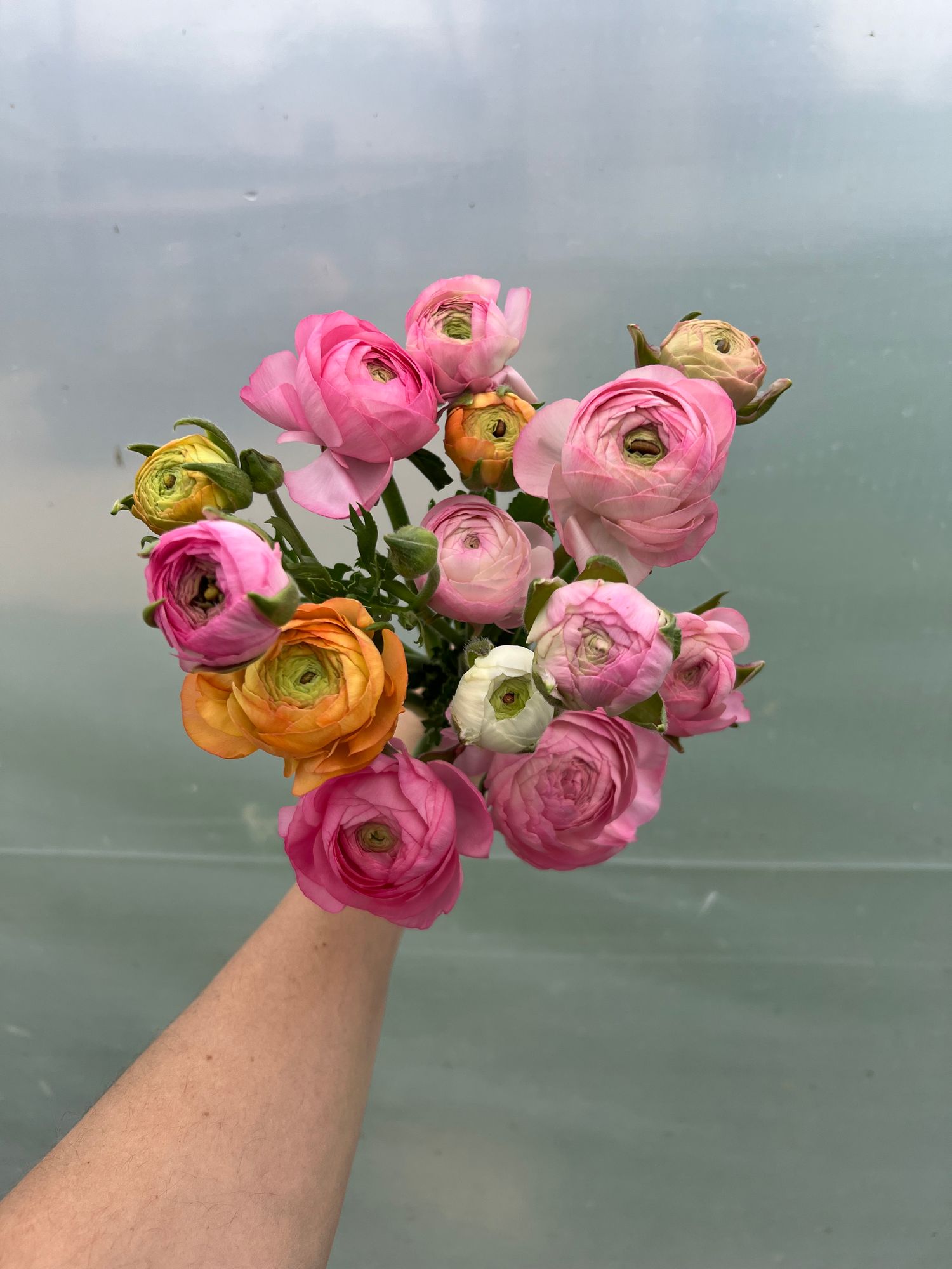 RANUNCULUS Elegance Pastello