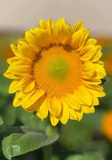 HELIANTHUS