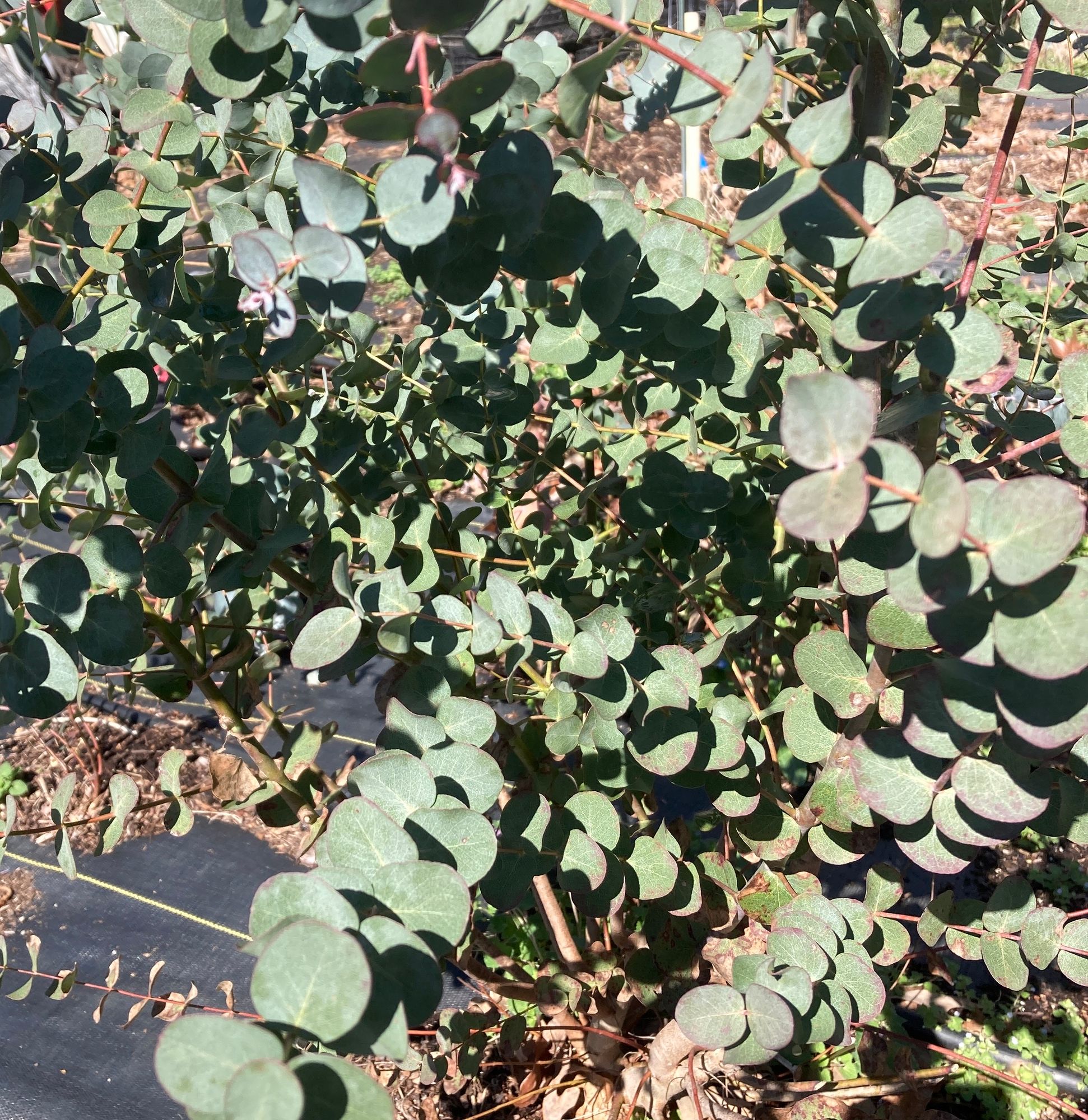 EUCALYPTUS