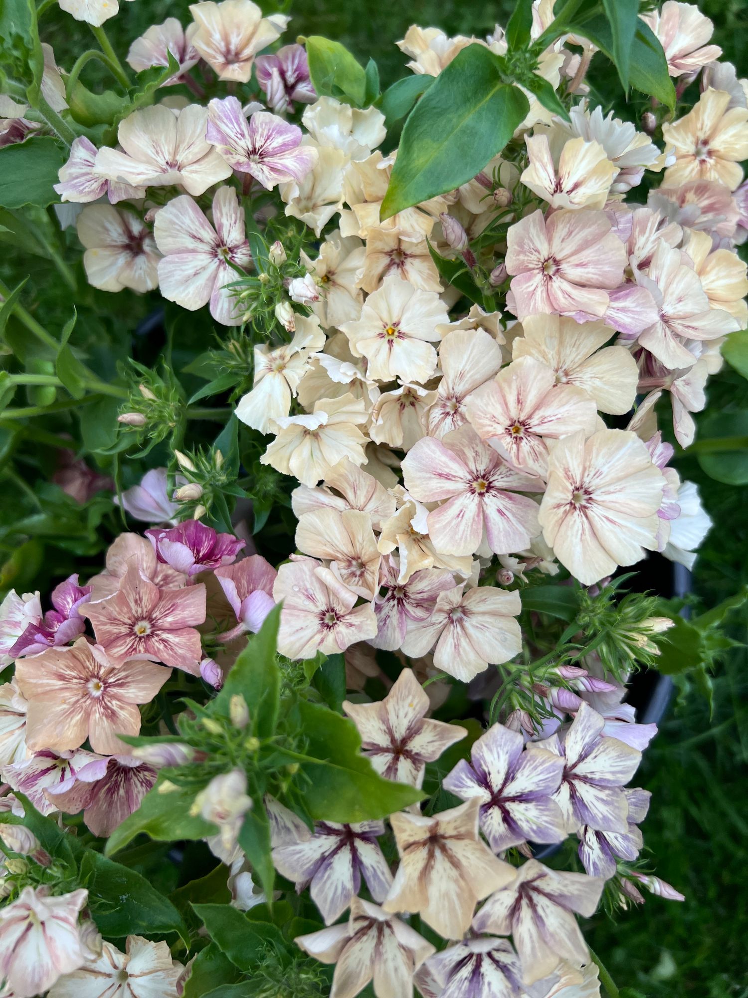 PHLOX drummondii Creme Brulee