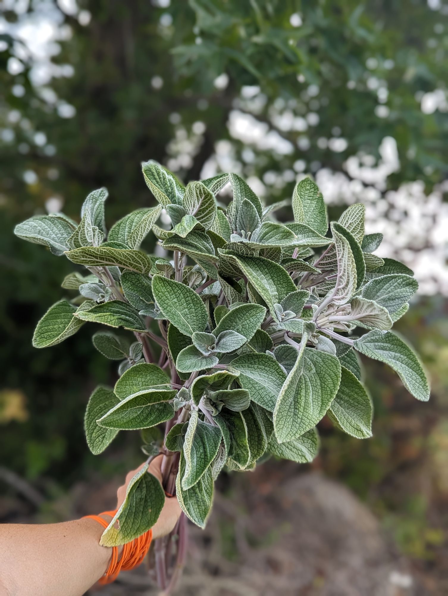 PLECTRANTHUS argentatus