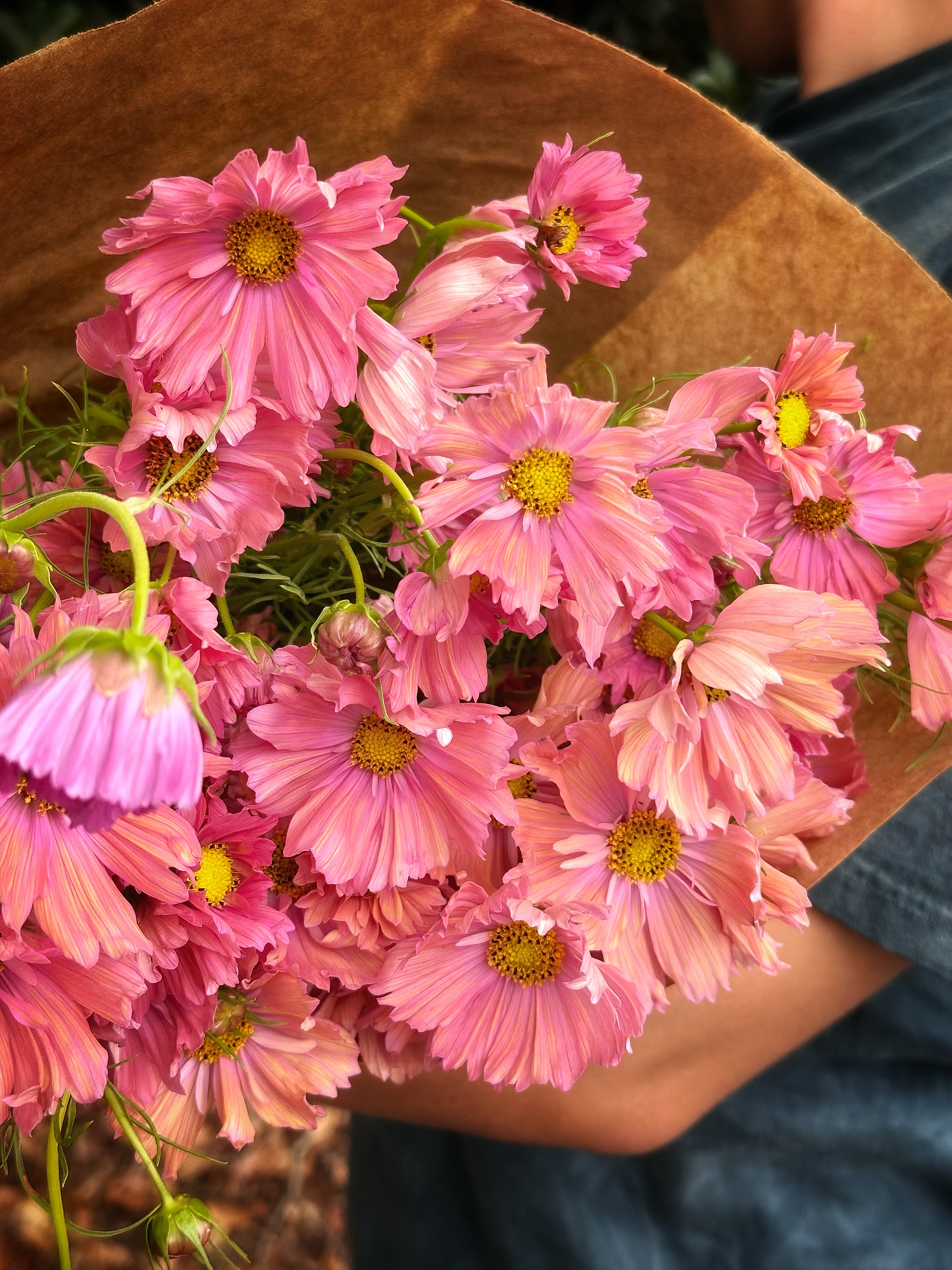 COSMOS bipinnatus Apricotta