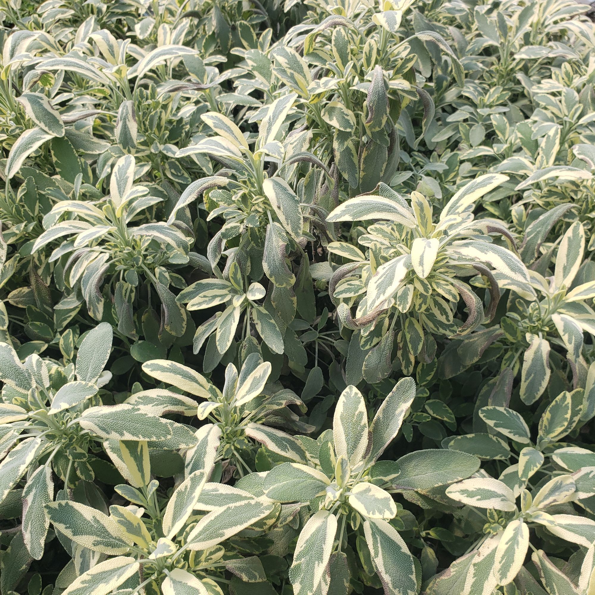 SALVIA officinalis Berggarten Variegated