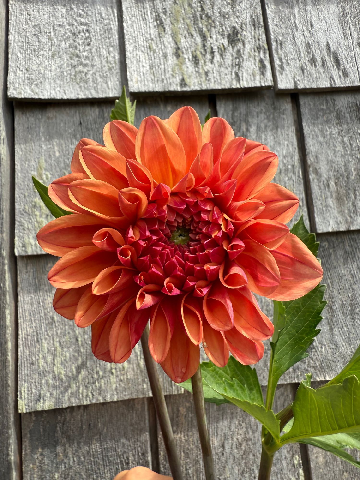 DAHLIA