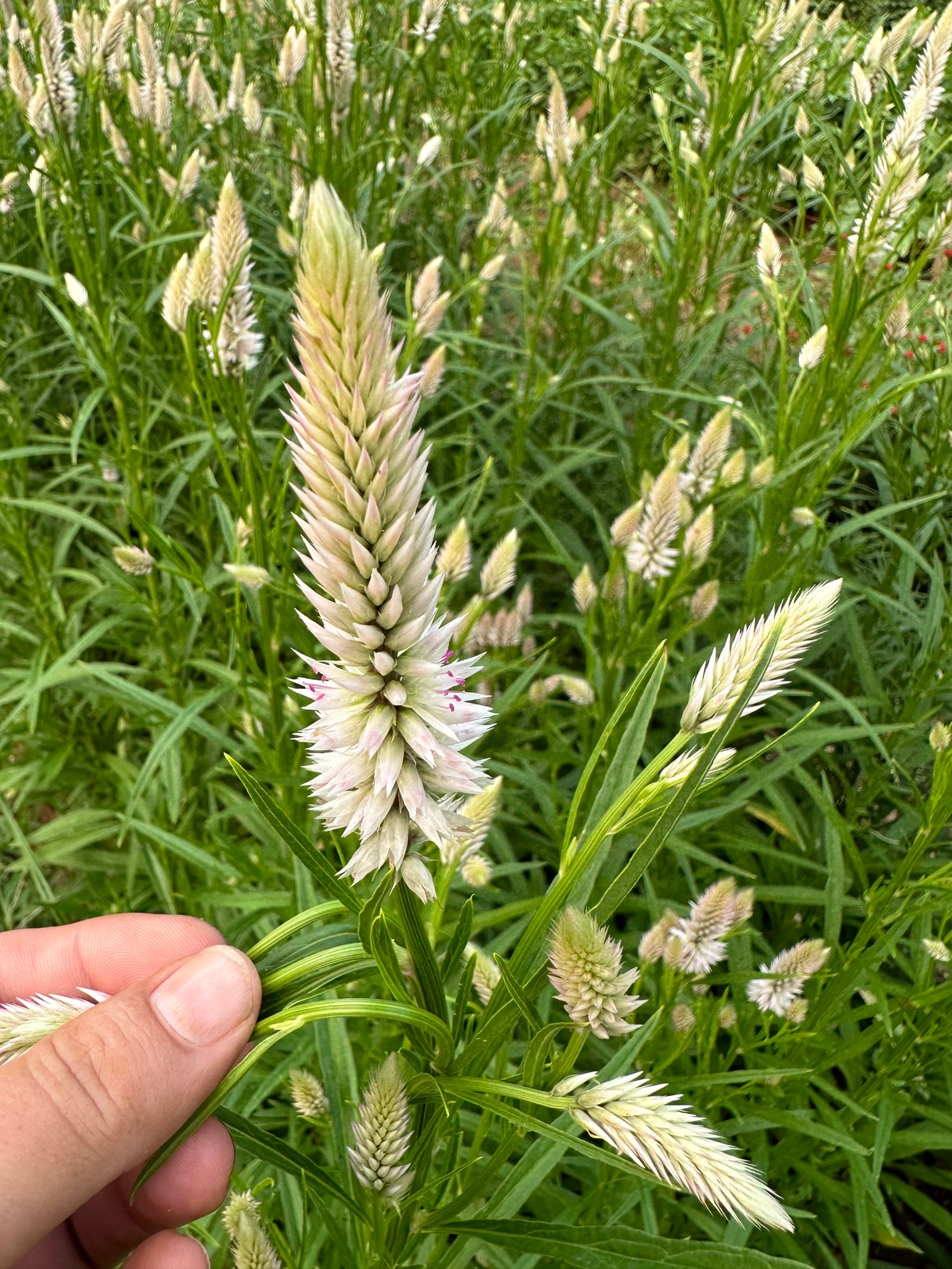 CELOSIA argentea spicata Flamingo Feather