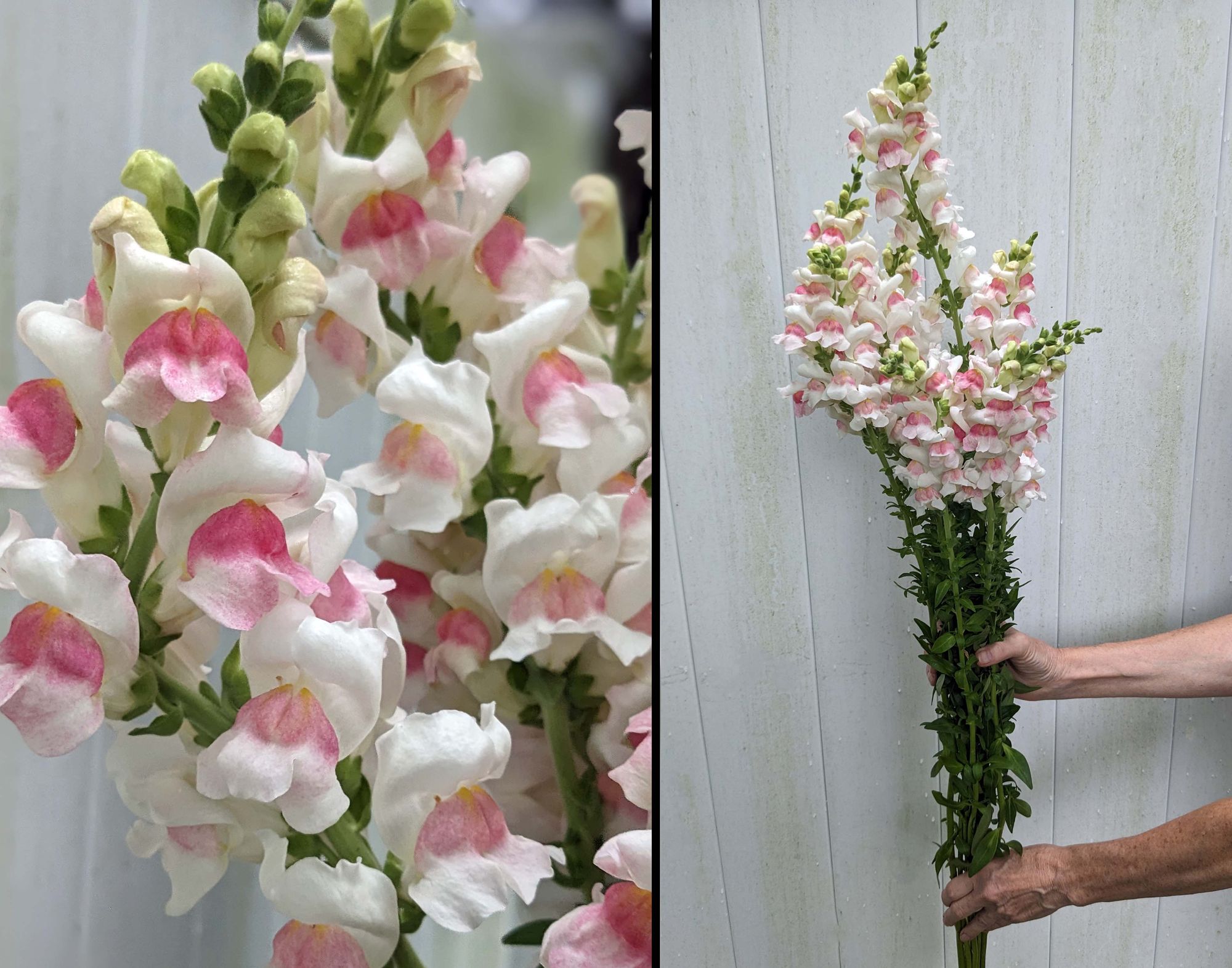 ANTIRRHINUM majus Potomac Appleblossom