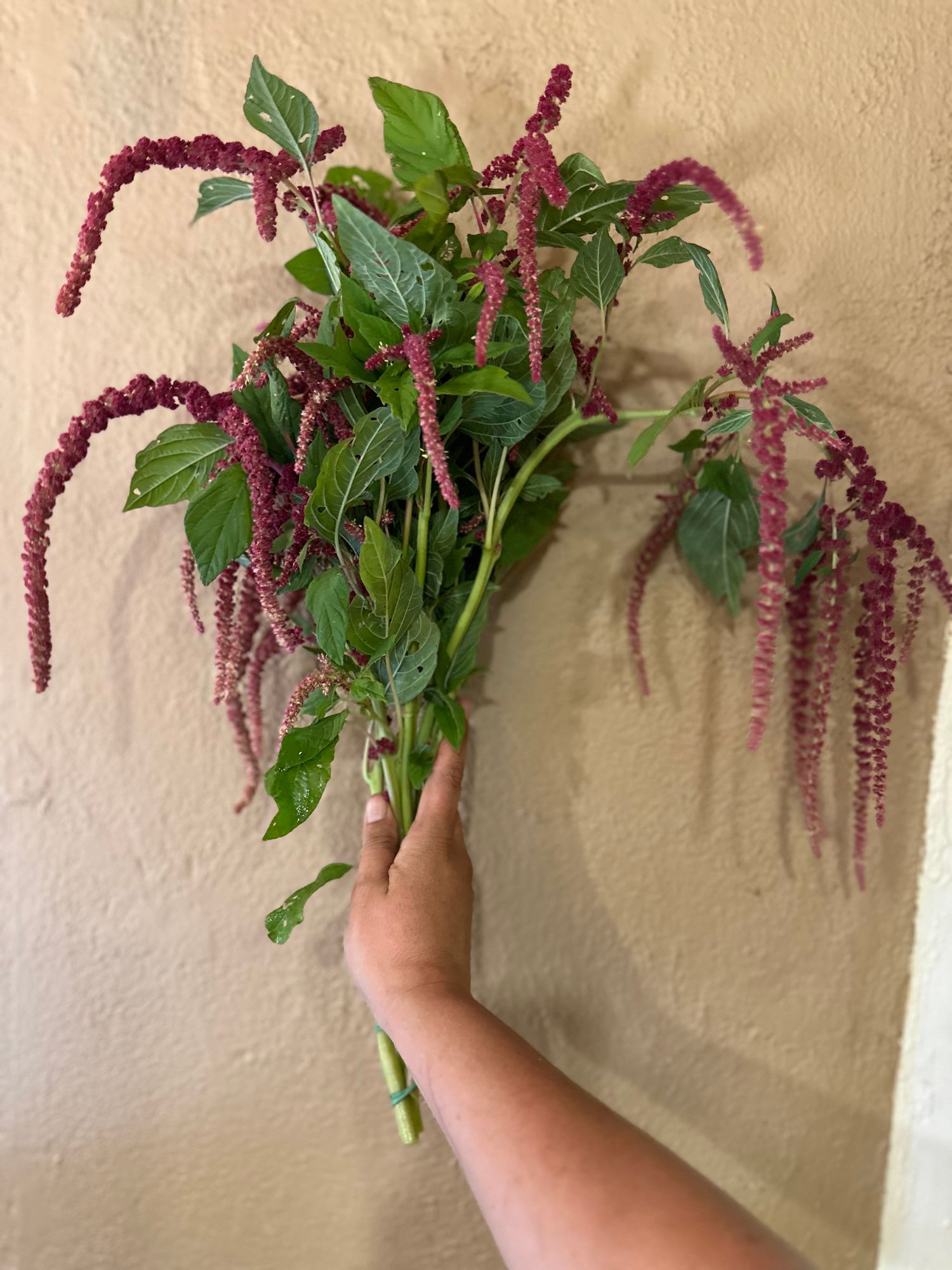 AMARANTHUS caudatus Love-Lies-Bleeding