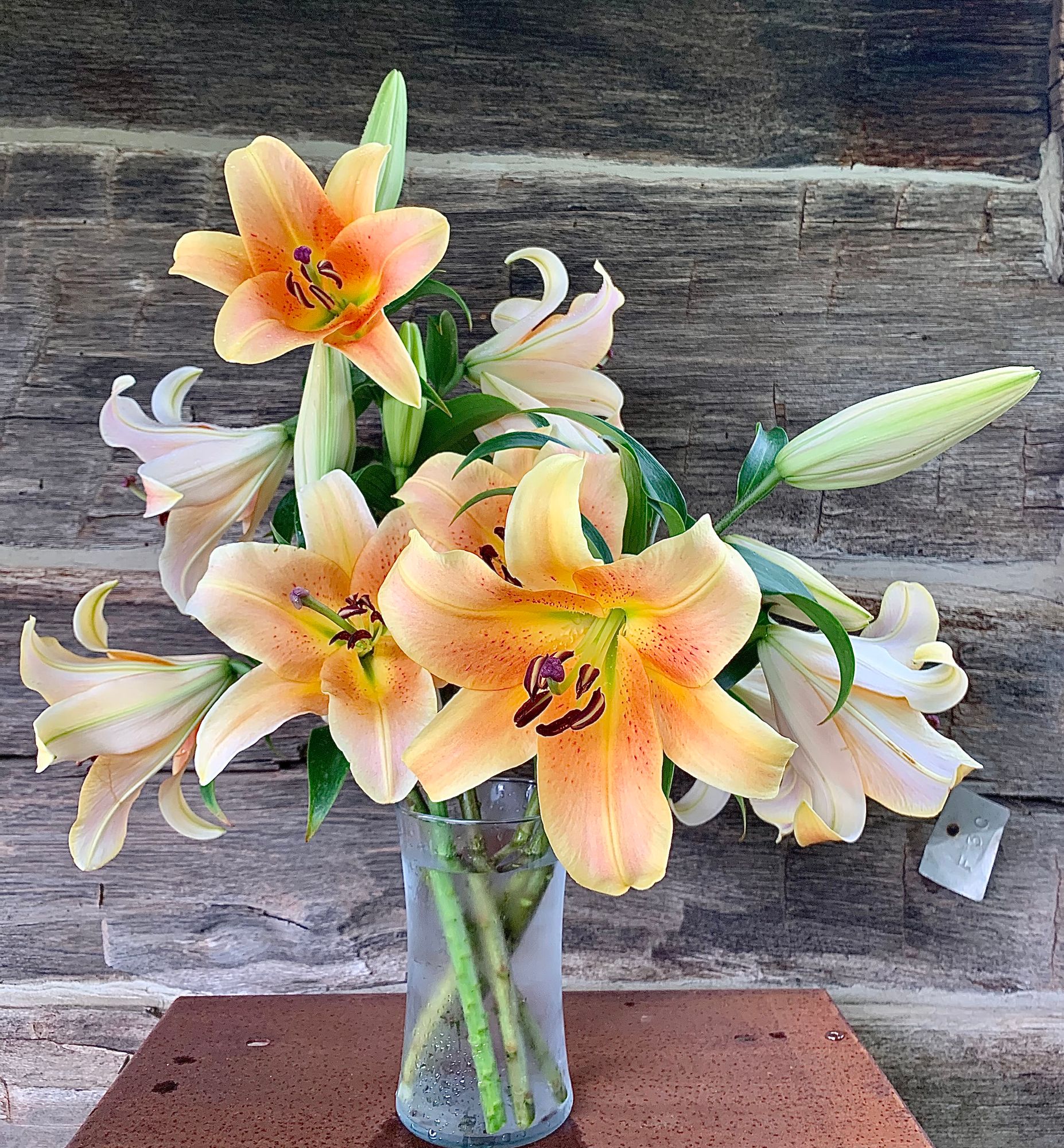 LILIUM x orientalis