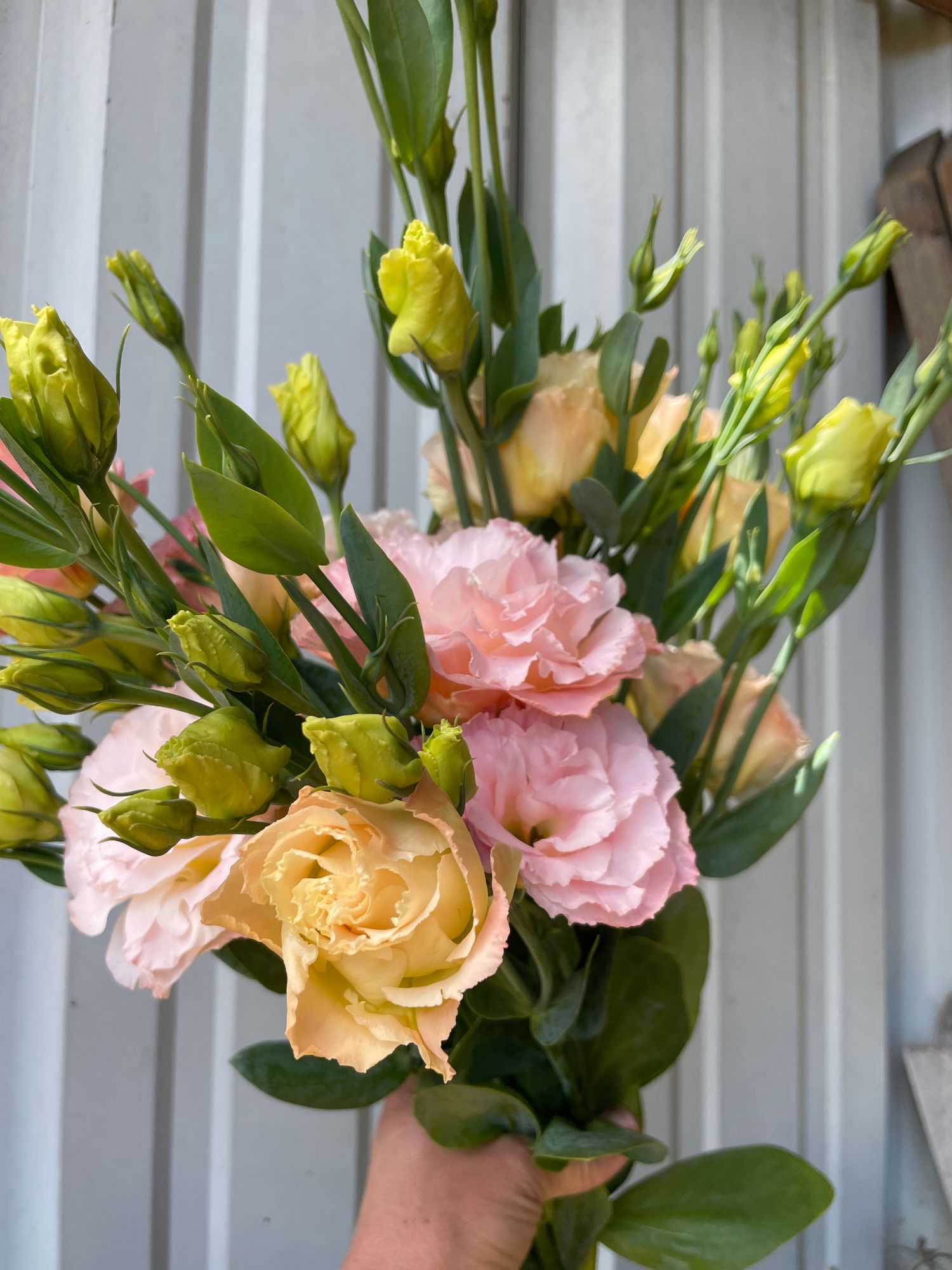 EUSTOMA grandiflorum Voyage Champagne