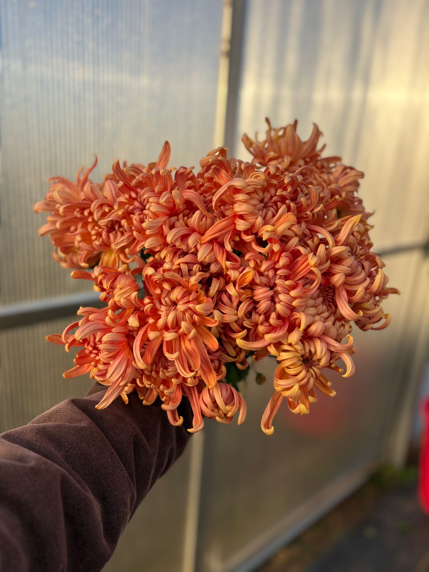 CHRYSANTHEMUM x morifolium River City