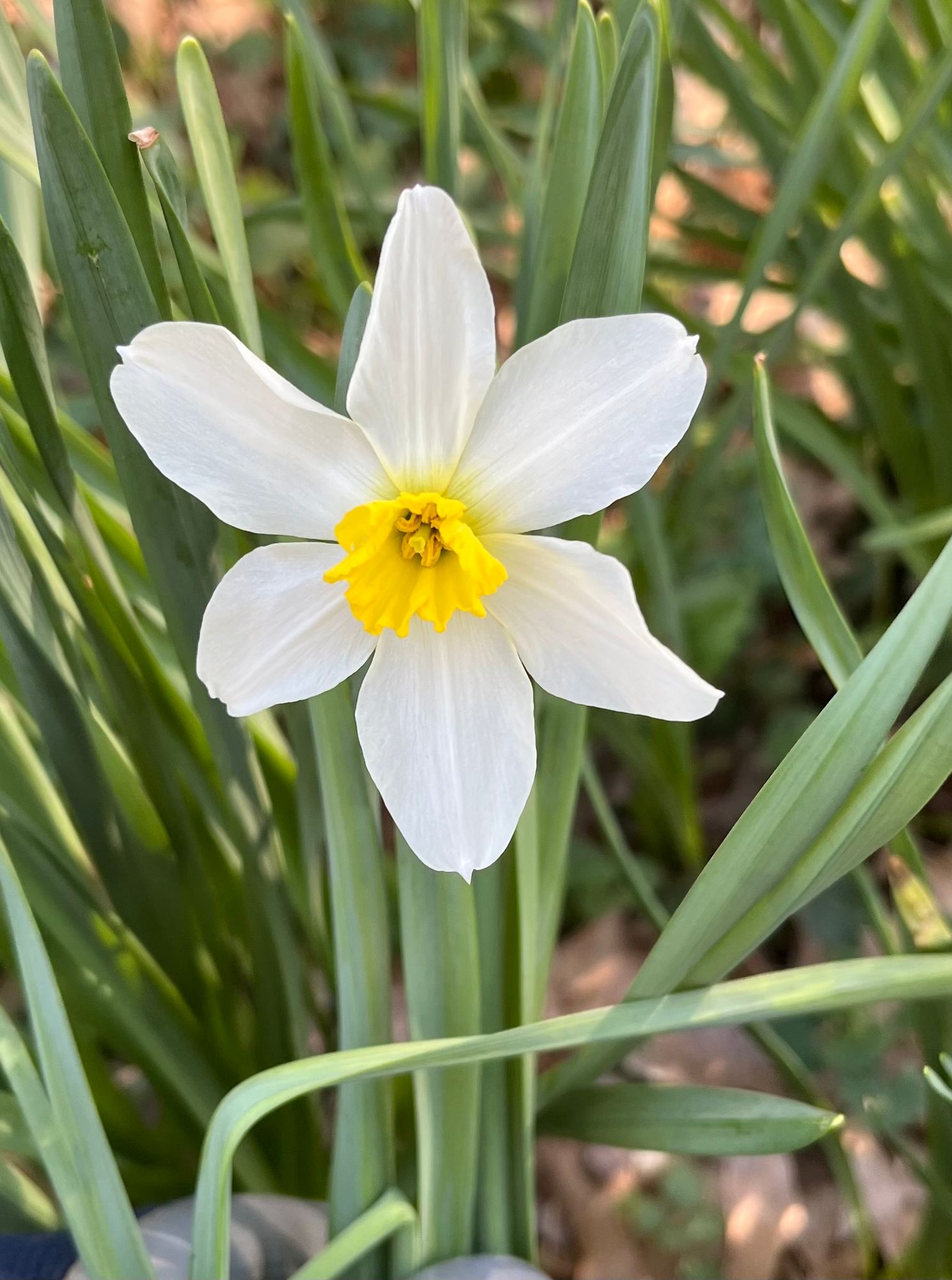 NARCISSUS