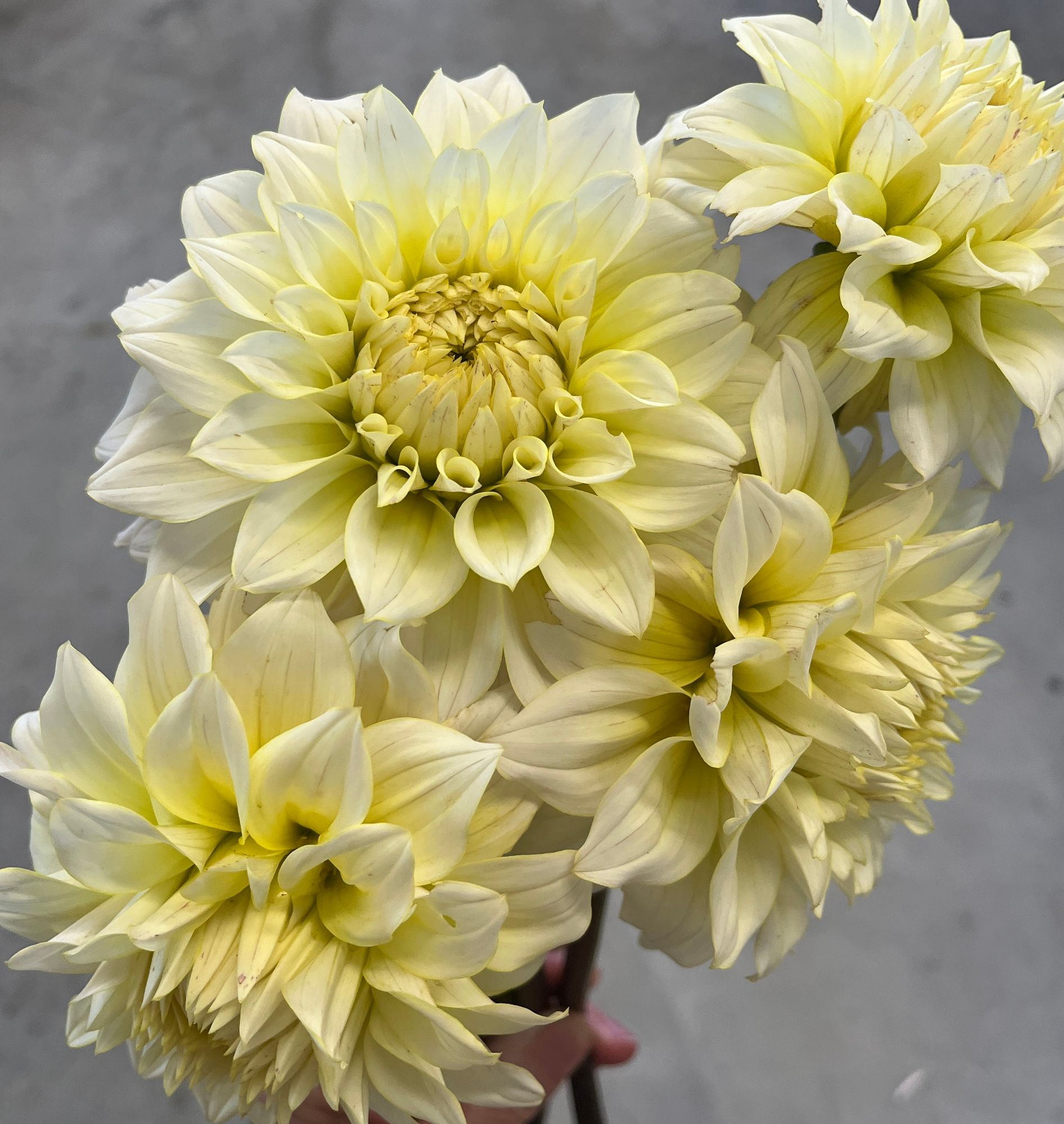 DAHLIA Lee's Halo