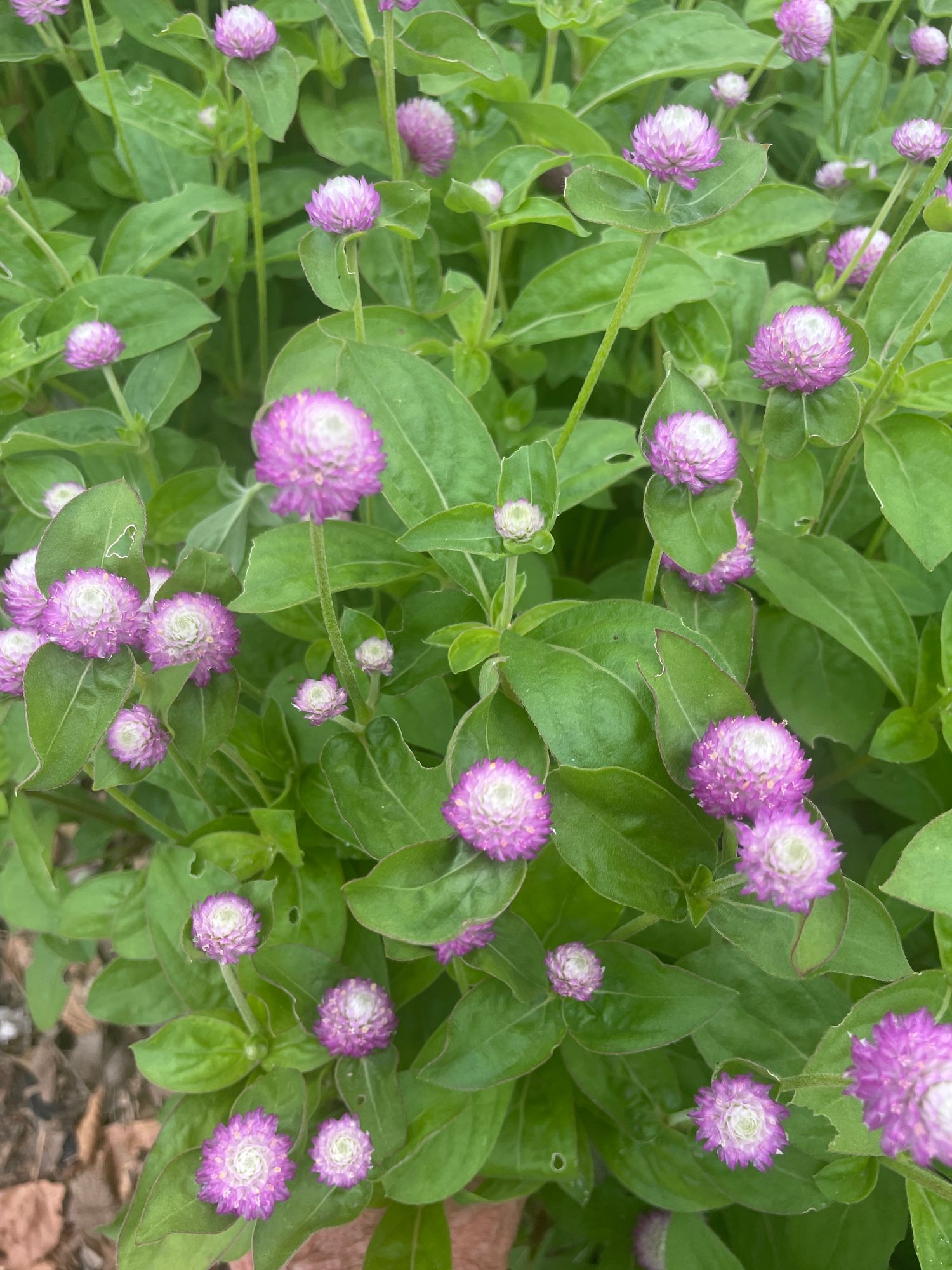 GOMPHRENA globosa Bicolor