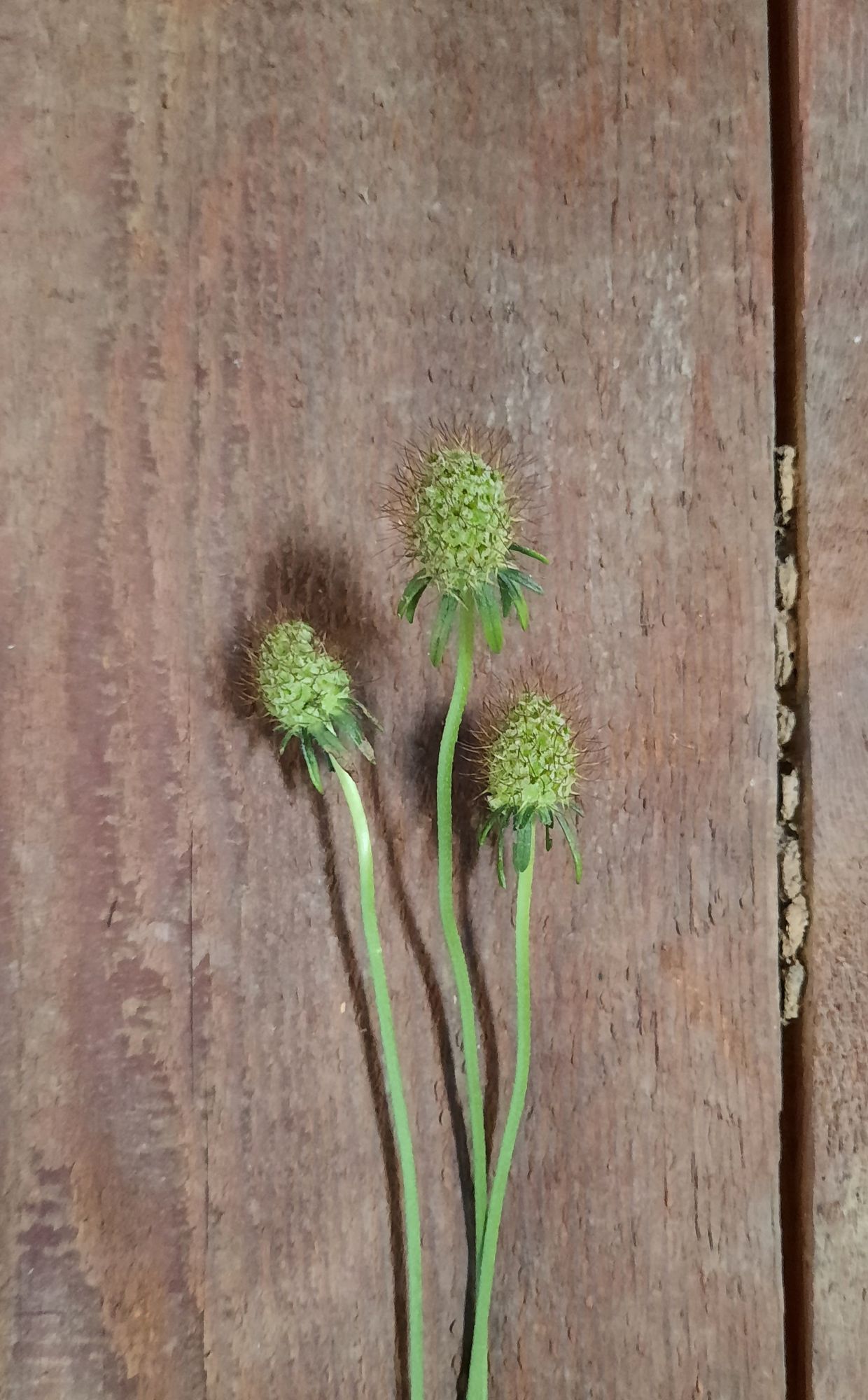 SCABIOSA atropurpurea x caucasica Focal Scoop Blackberry