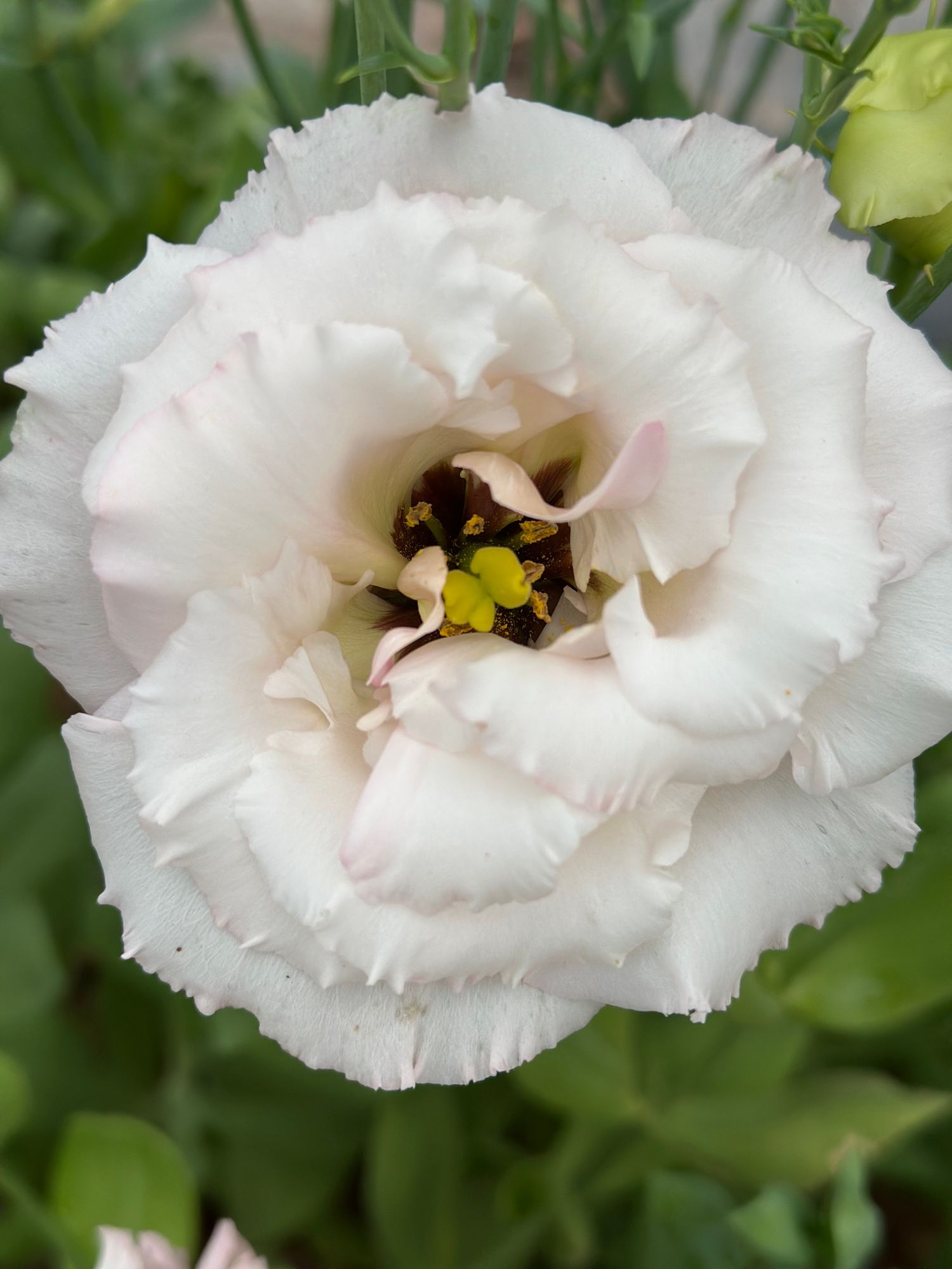 EUSTOMA grandiflorum Celeb Misty Pink