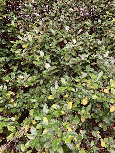 ELAEAGNUS angustifolia