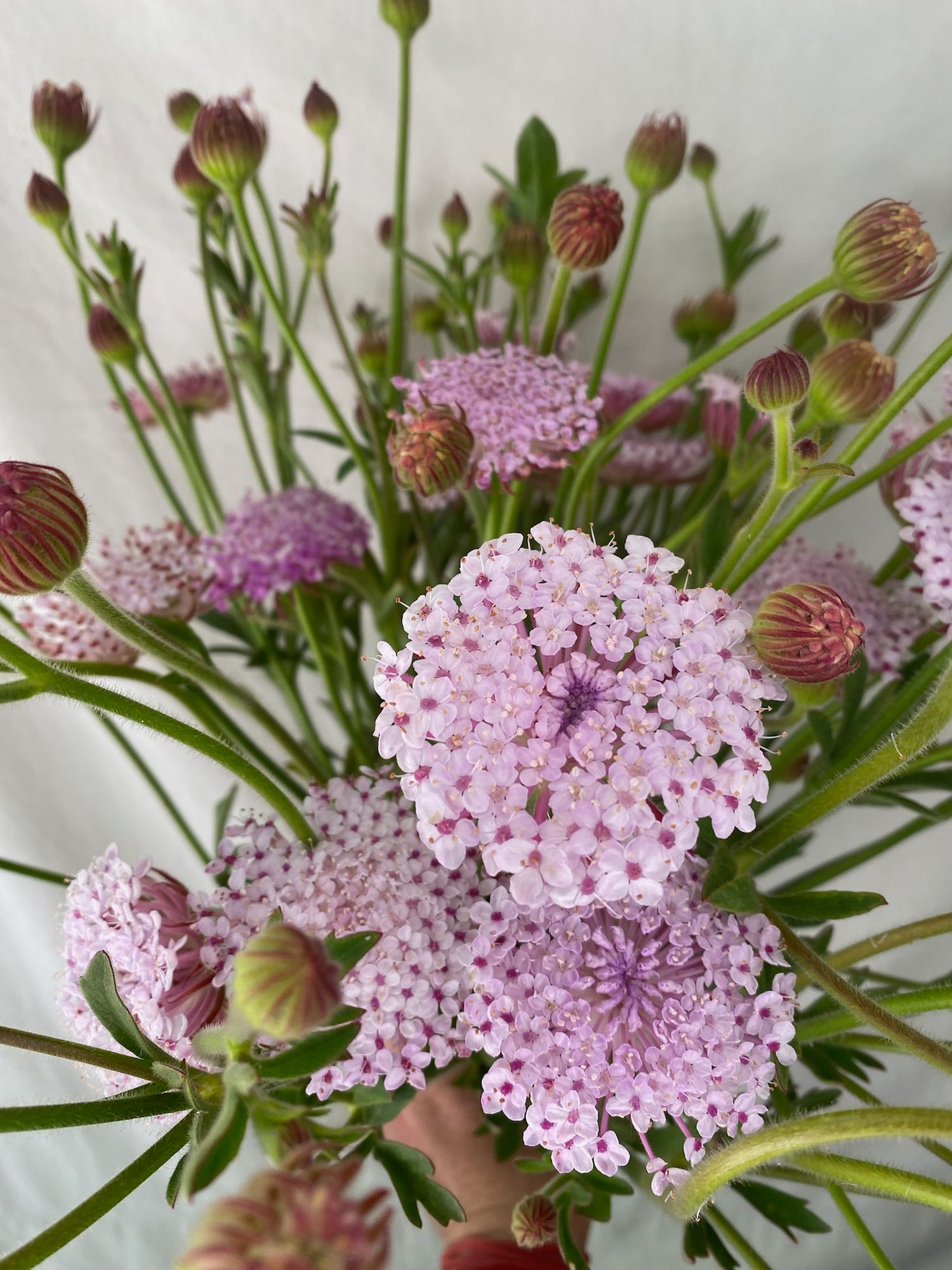 TRACHYMENE coerulea Lacy Pink