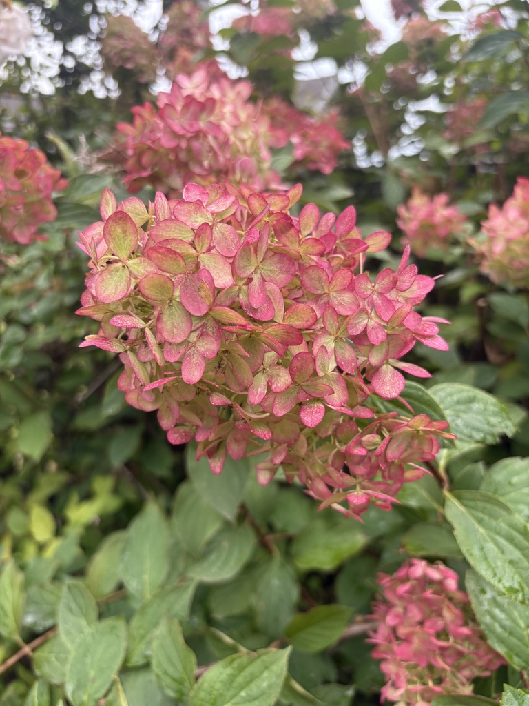 HYDRANGEA paniculata