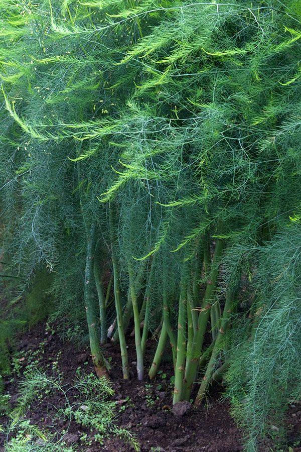 ASPARAGUS officinalis