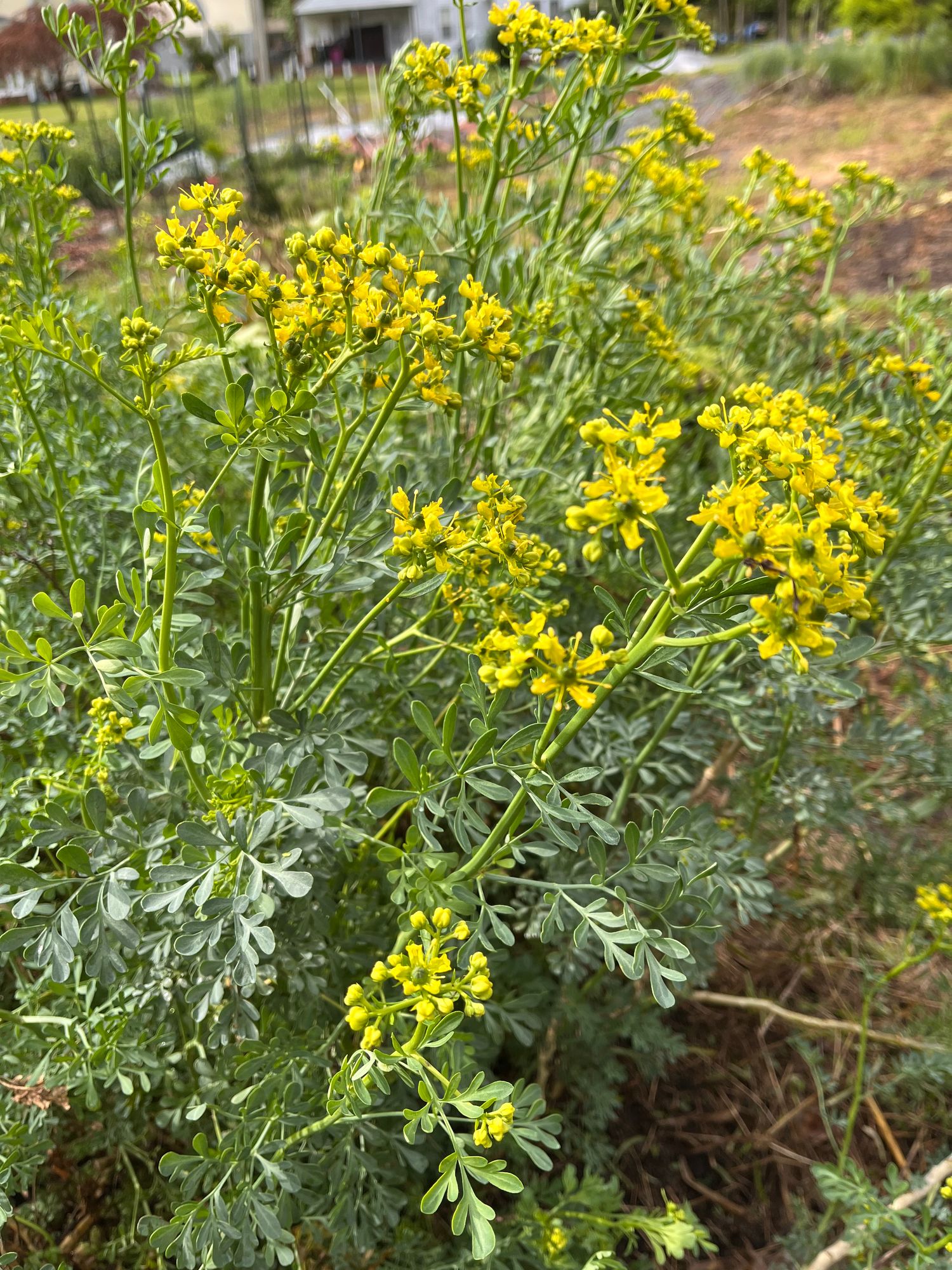 RUTA graveolens