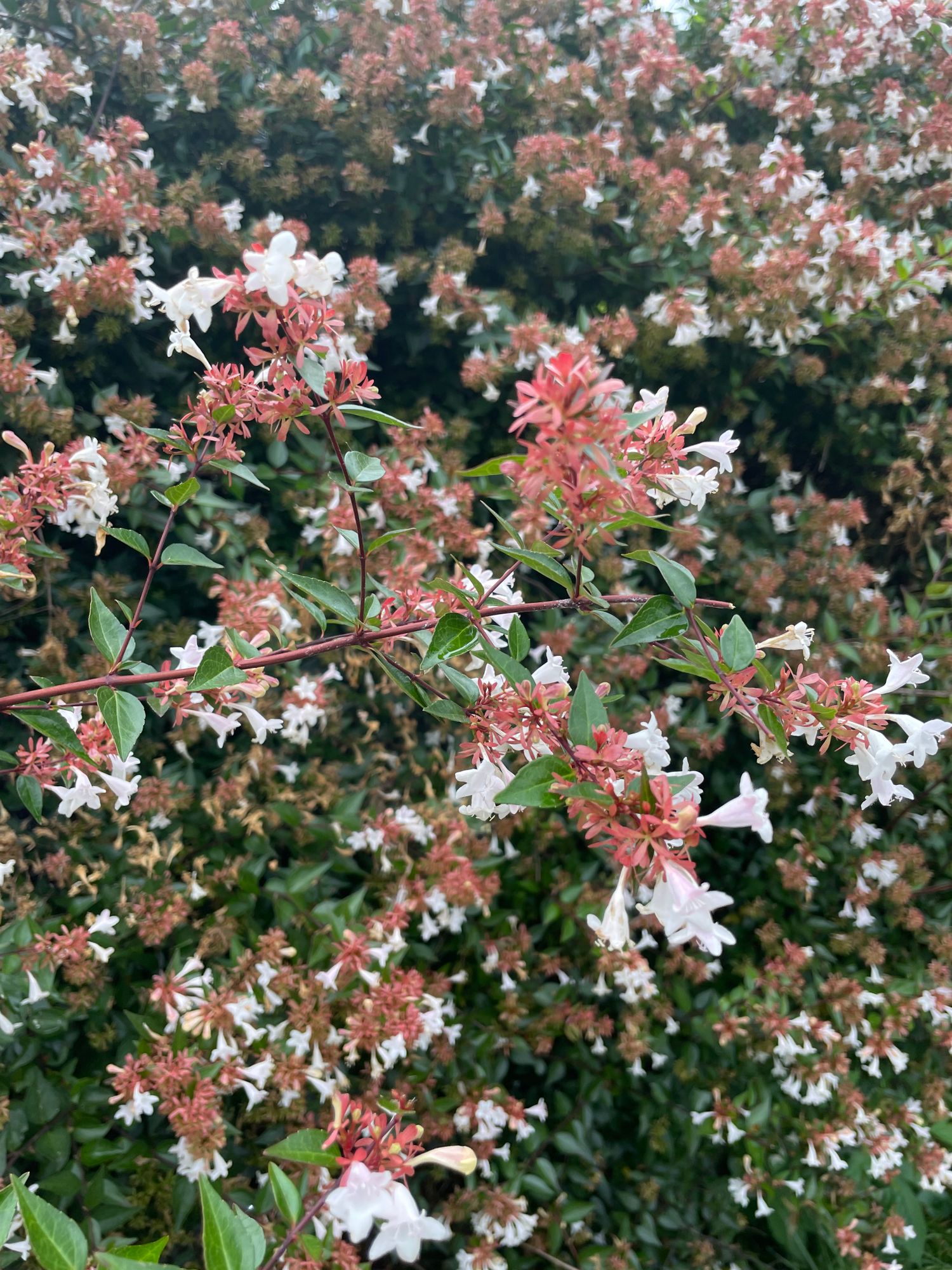 ABELIA x grandiflora