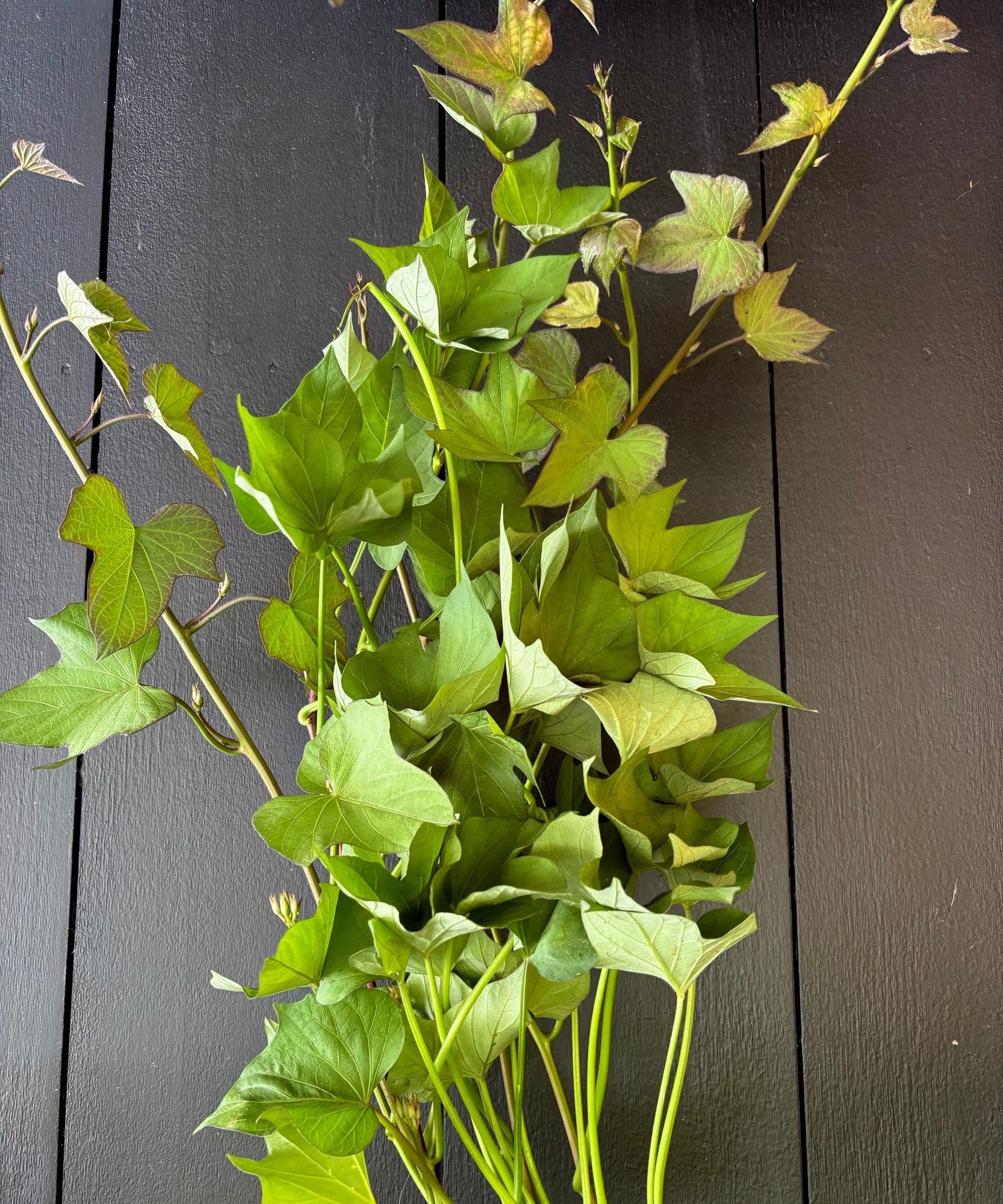 IPOMOEA x batata