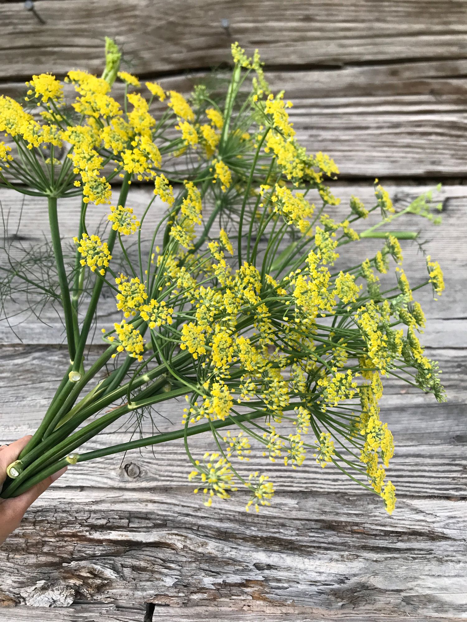 FOENICULUM vulgare