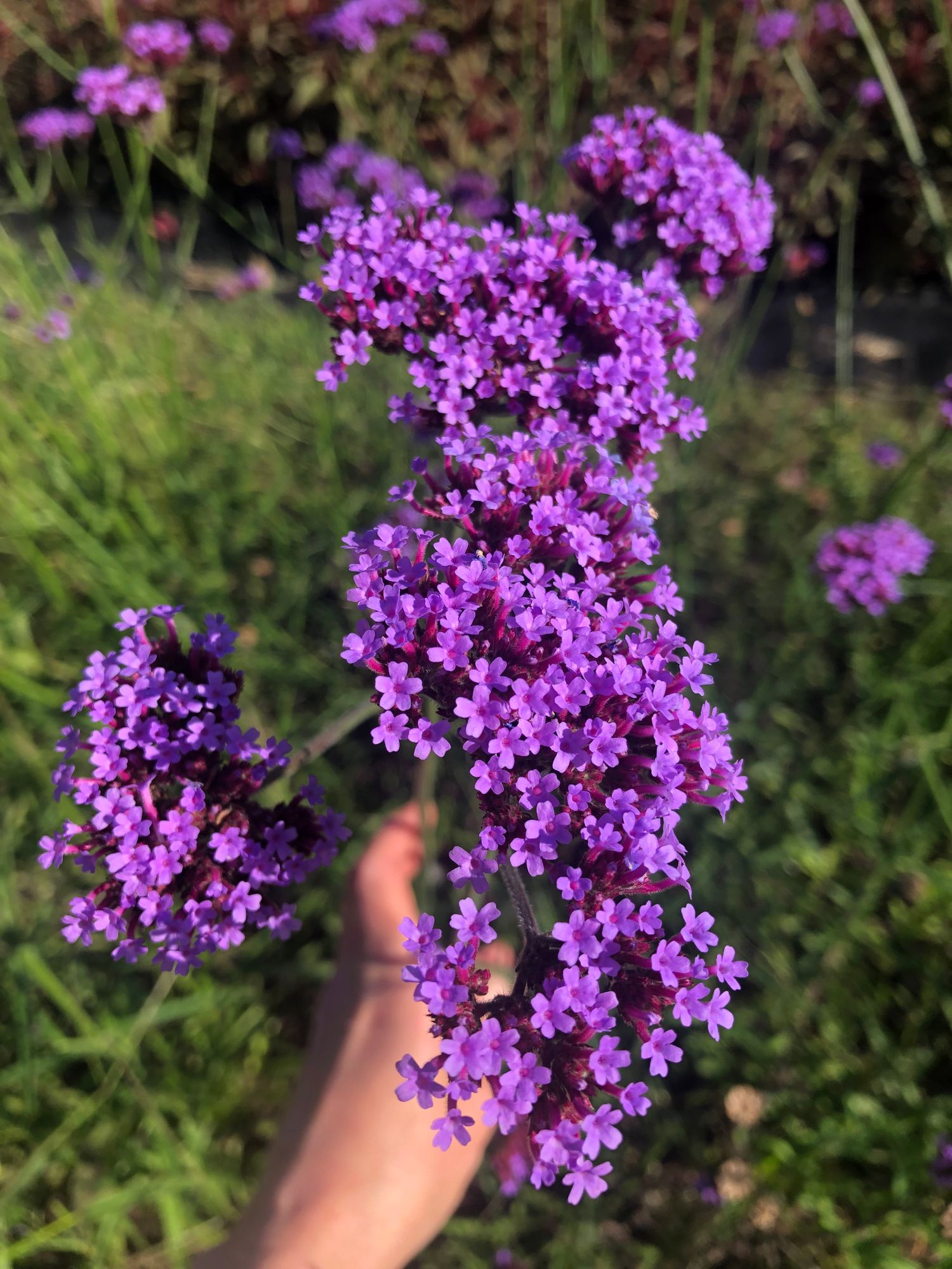 VERBENA bonariensis