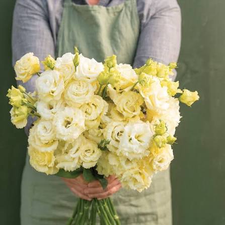 EUSTOMA grandiflorum Voyage Yellow