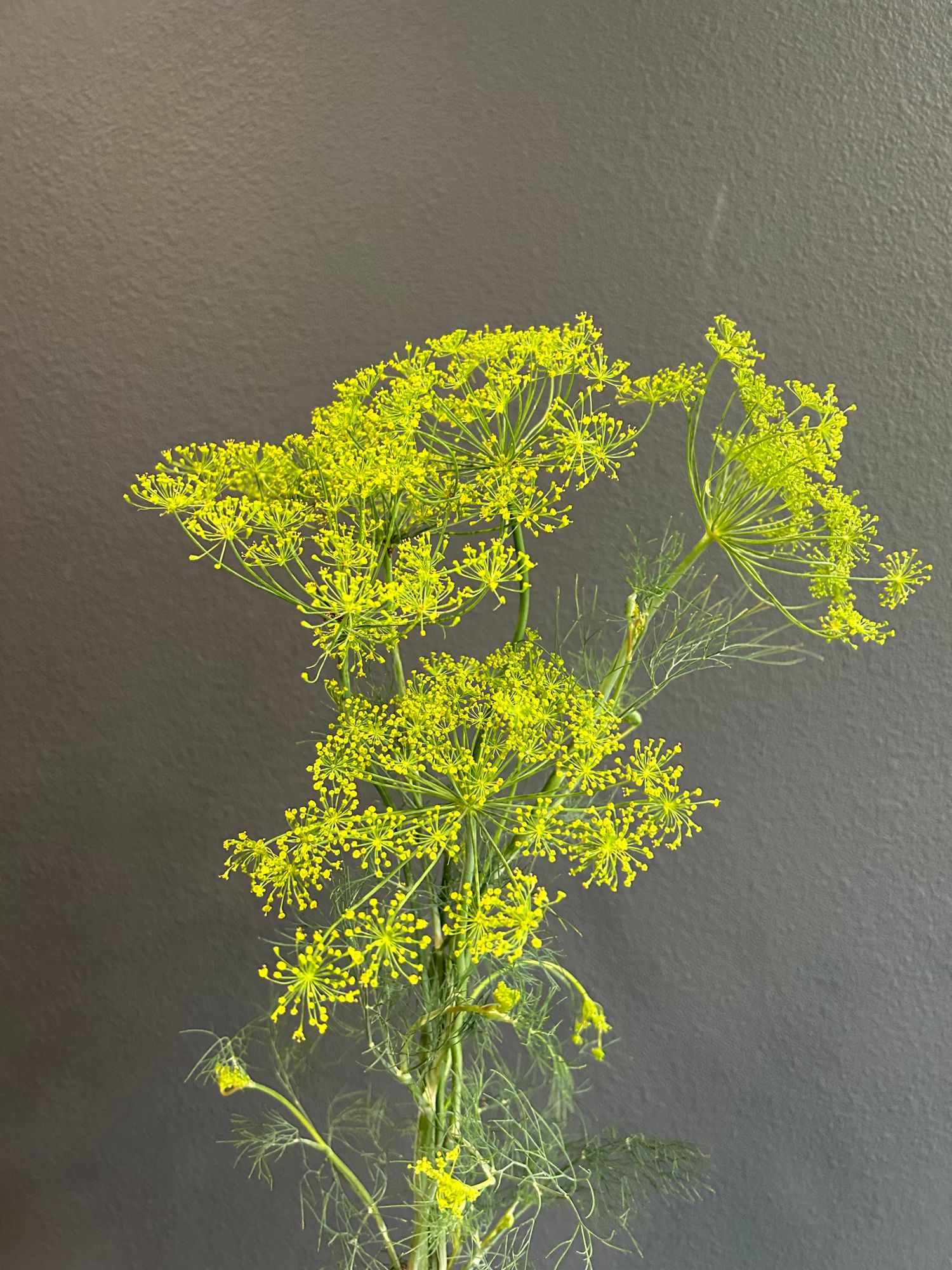 ANETHUM graveolens