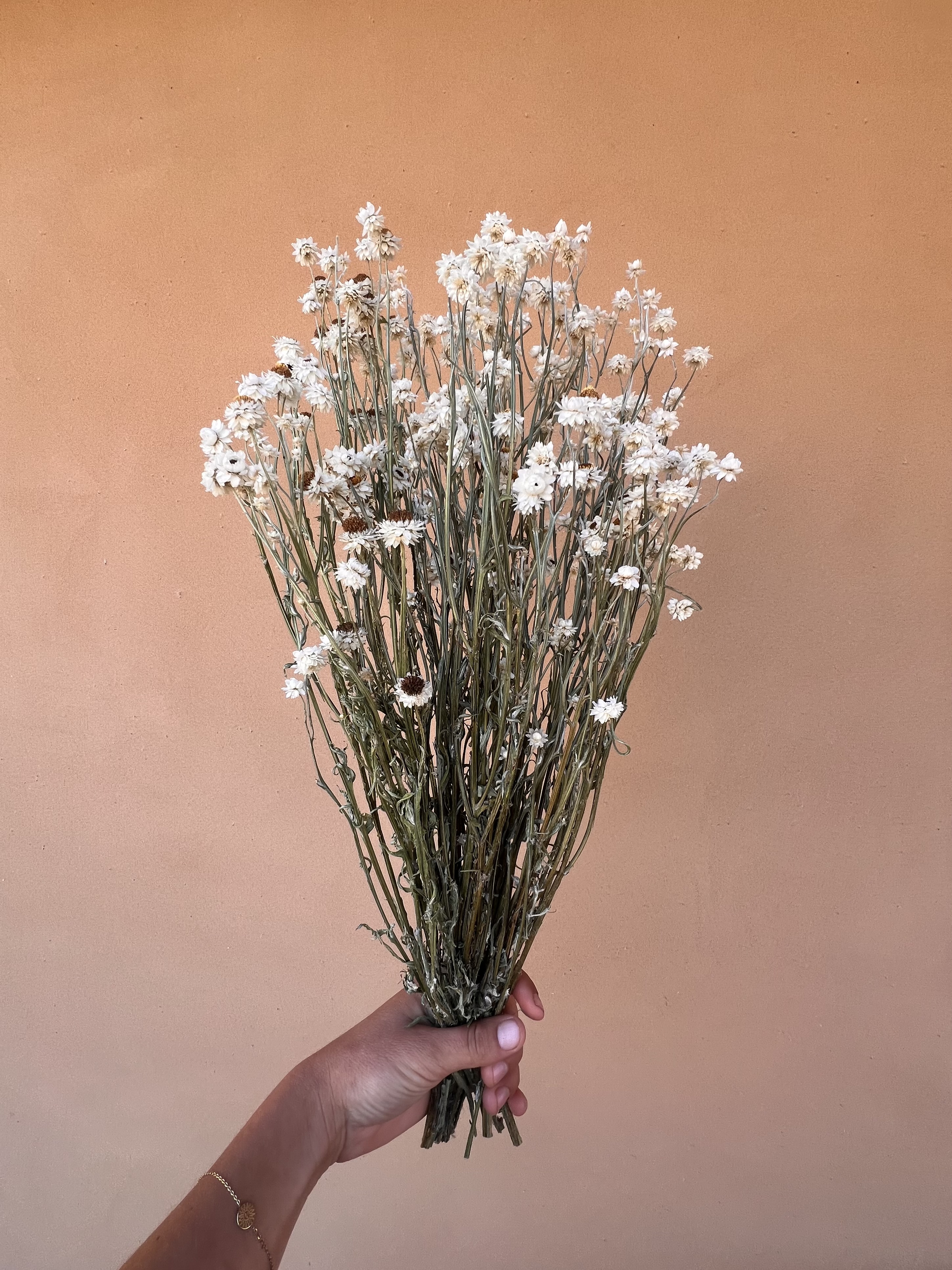 AMMOBIUM alatum