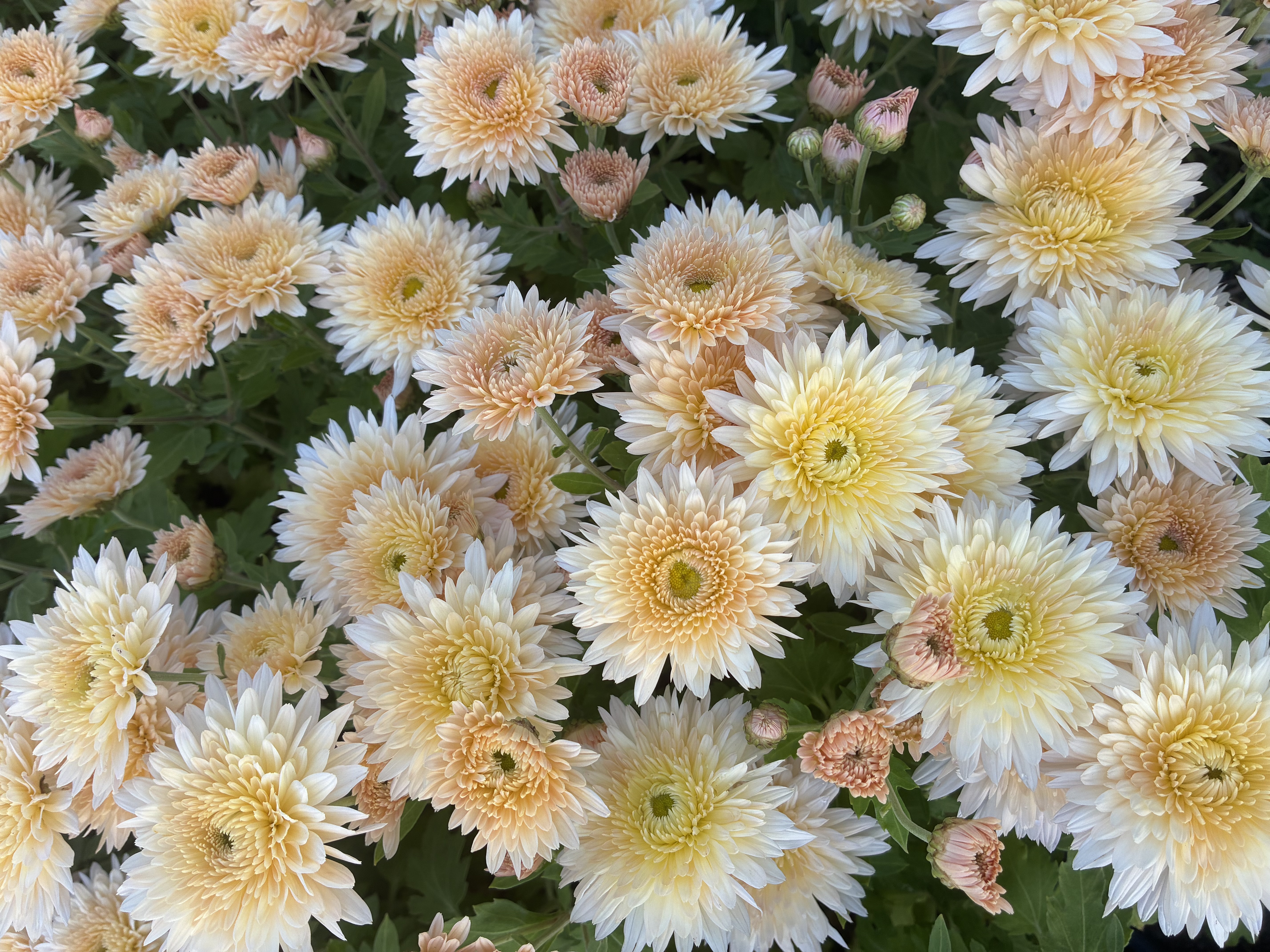 CHRYSANTHEMUM x Chiffon