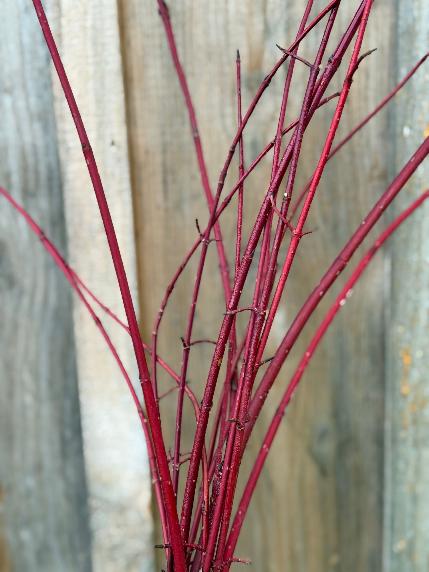 CORNUS alba Sibirica