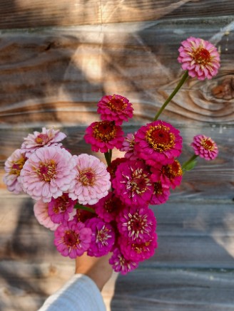 ZINNIA
