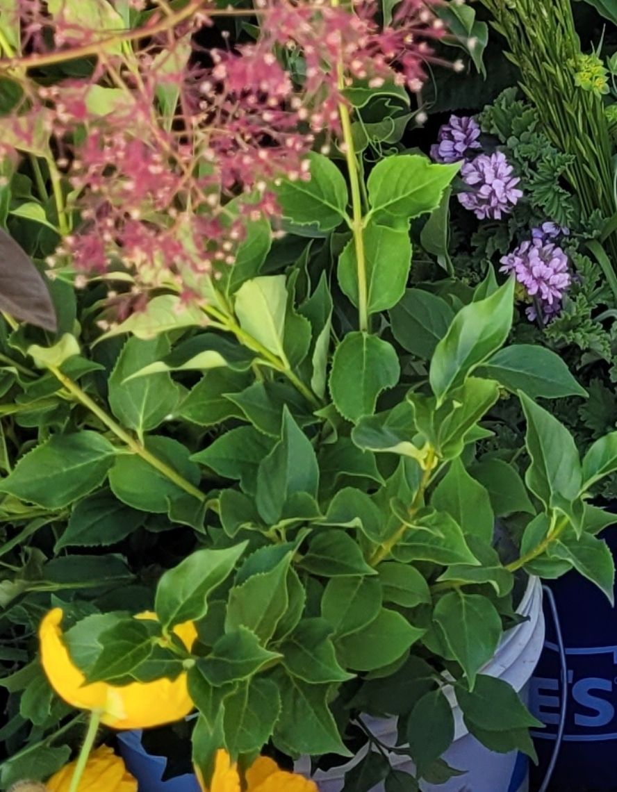 FORSYTHIA