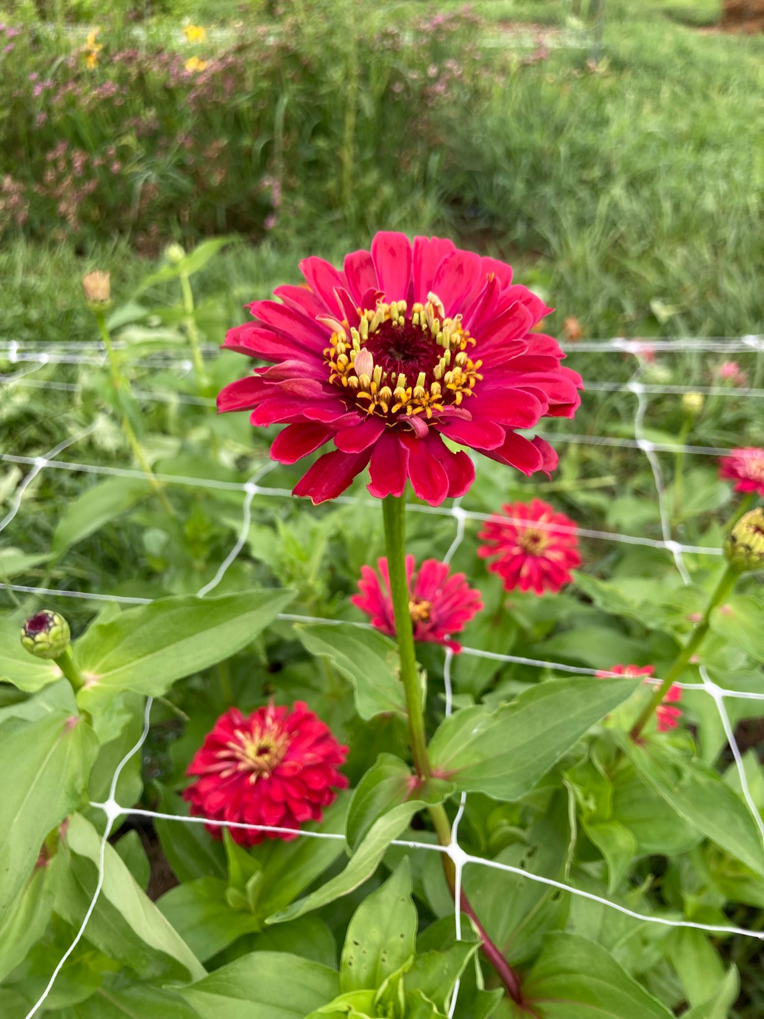 ZINNIA elegans Benarys Giant