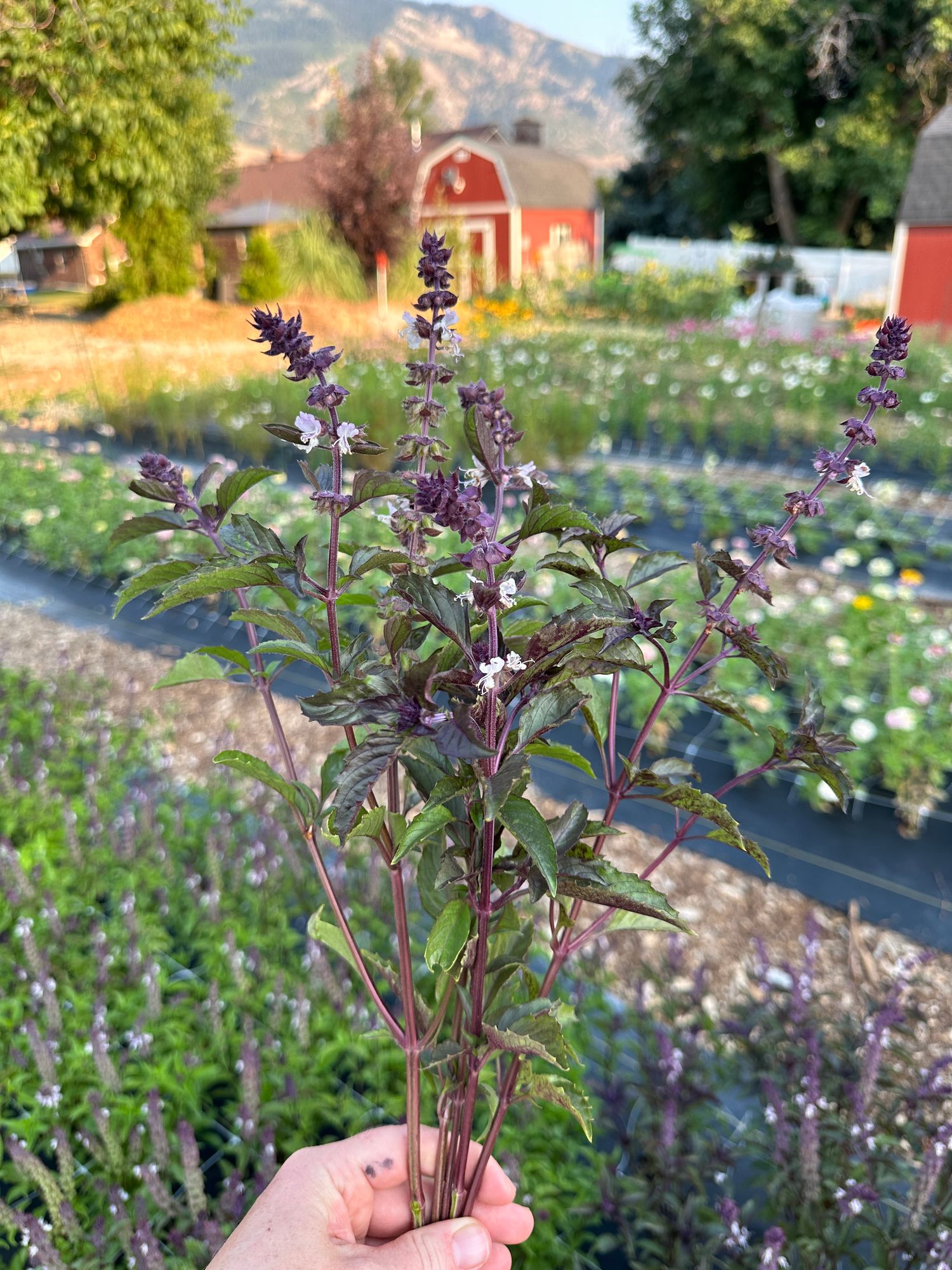 OCIMUM basilicum Aromatto