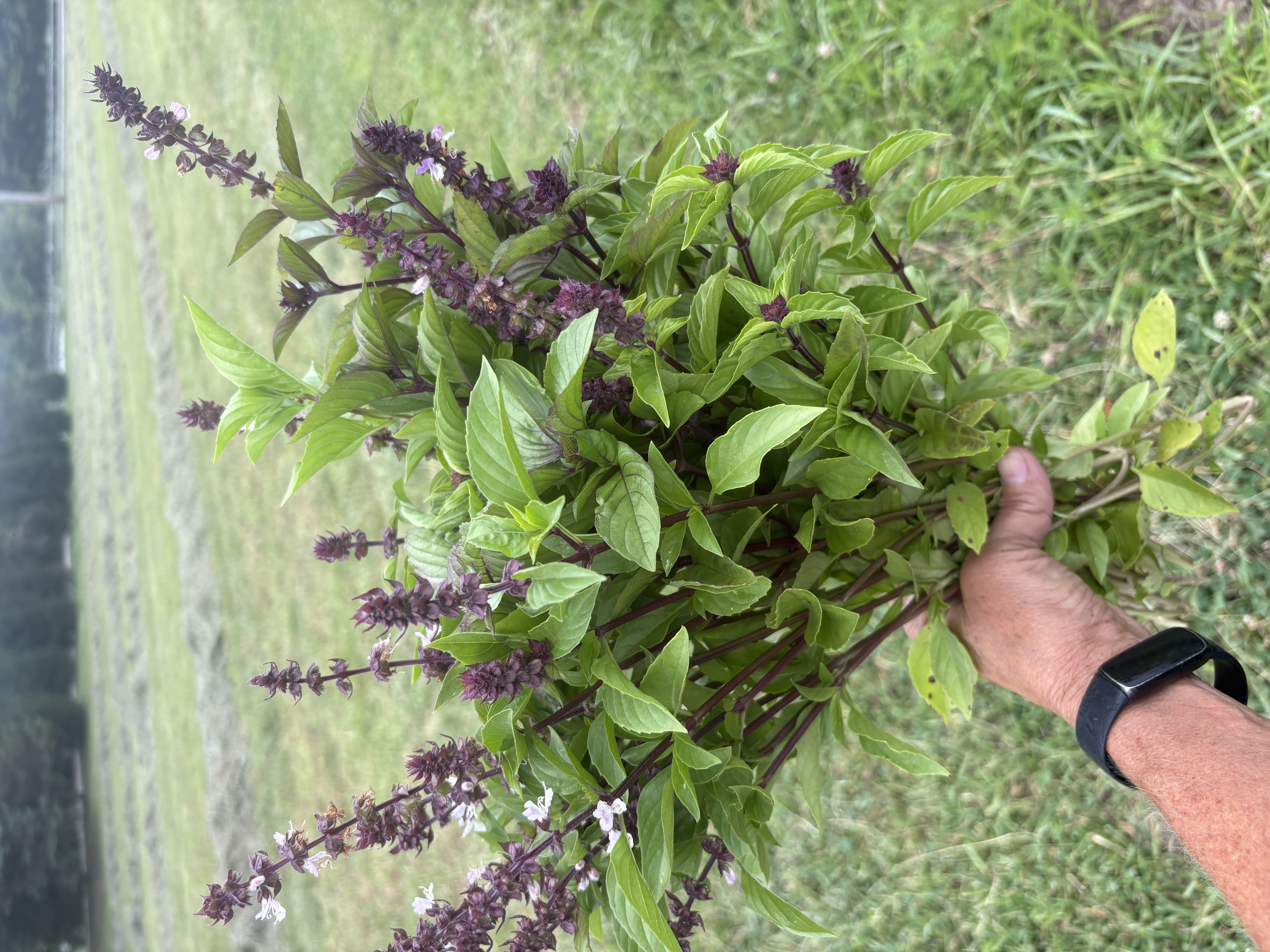 OCIMUM basilicum Cinnamon