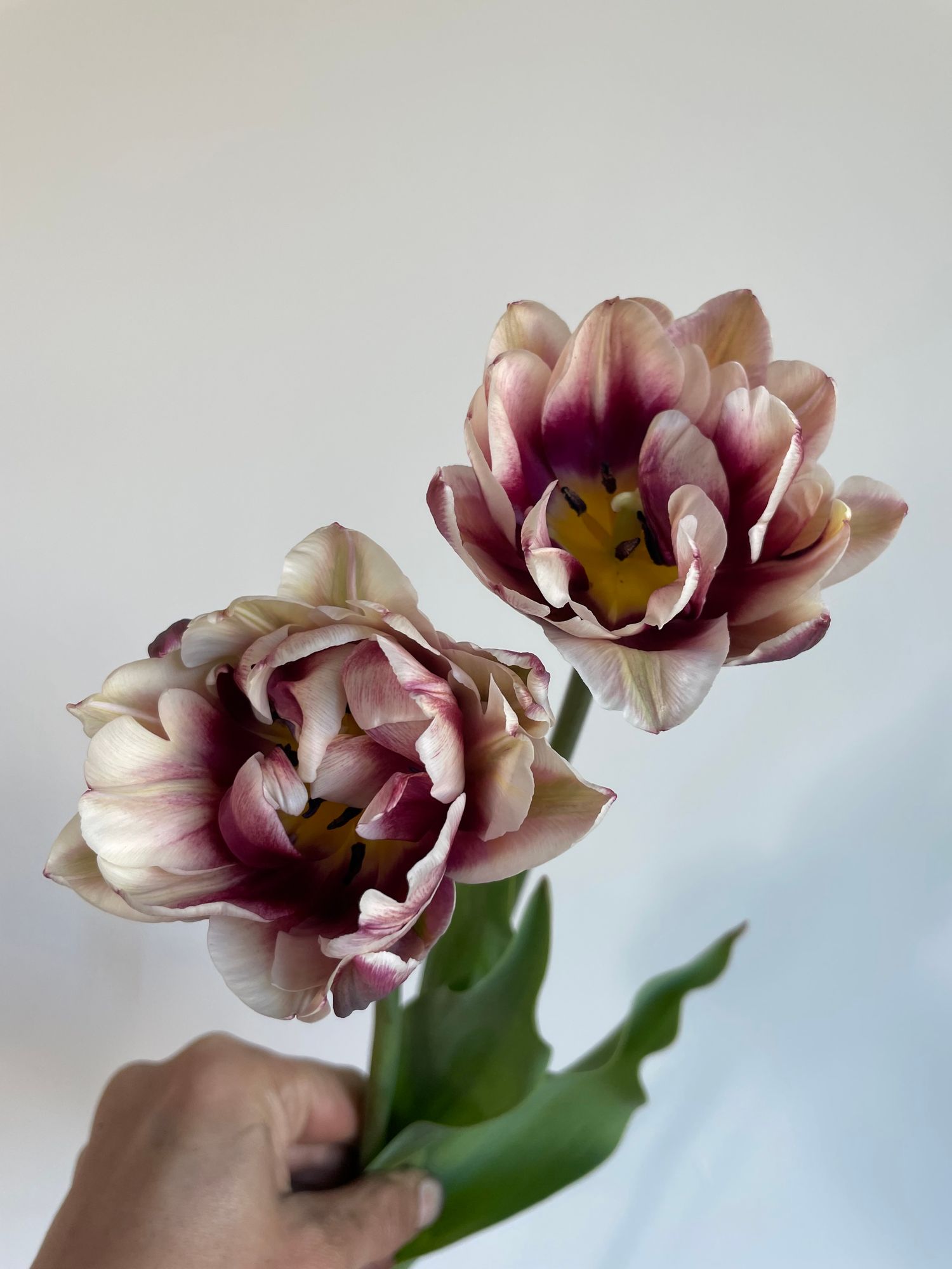 TULIPA Wyndham