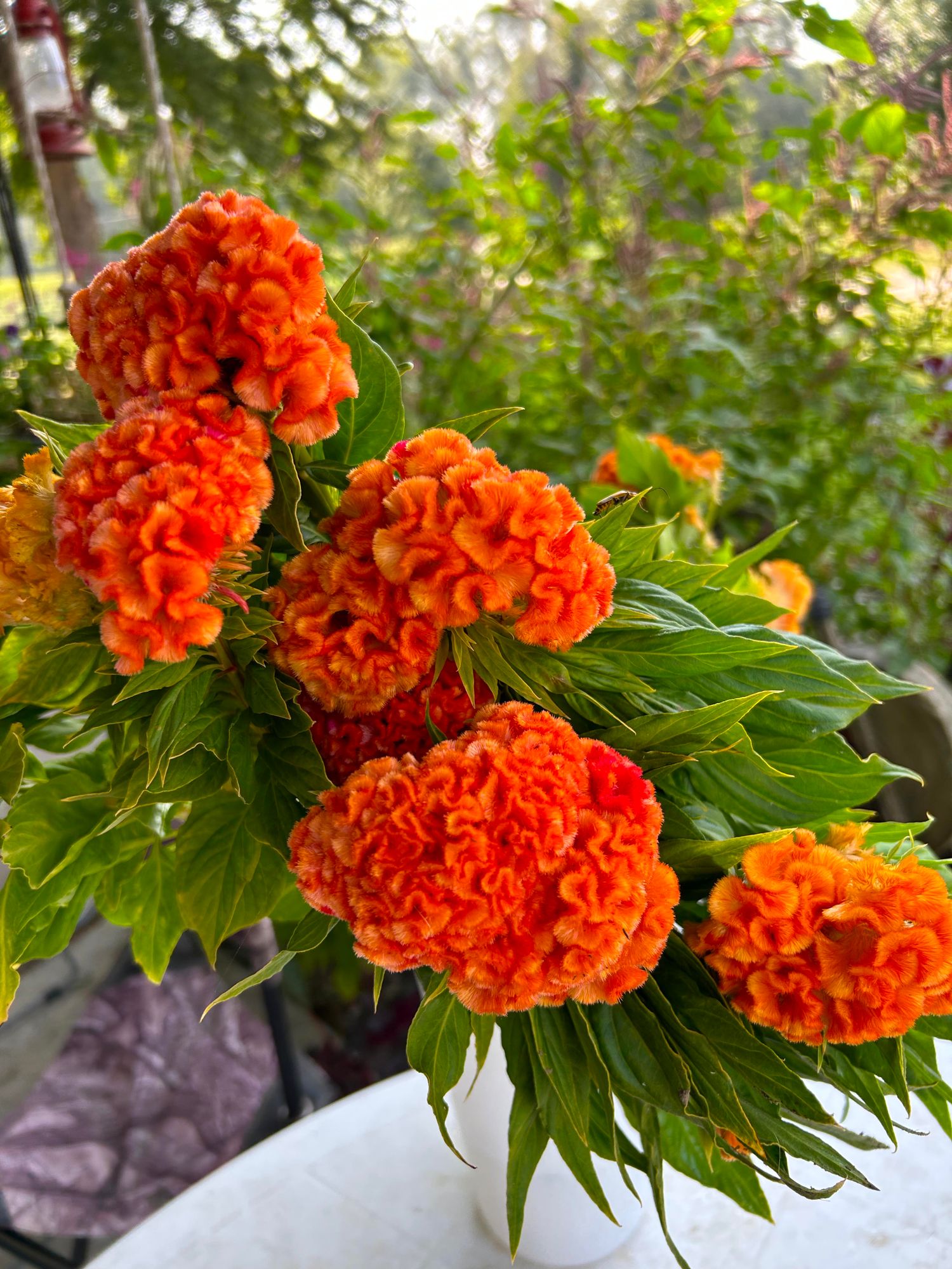 CELOSIA argentea var. cristata